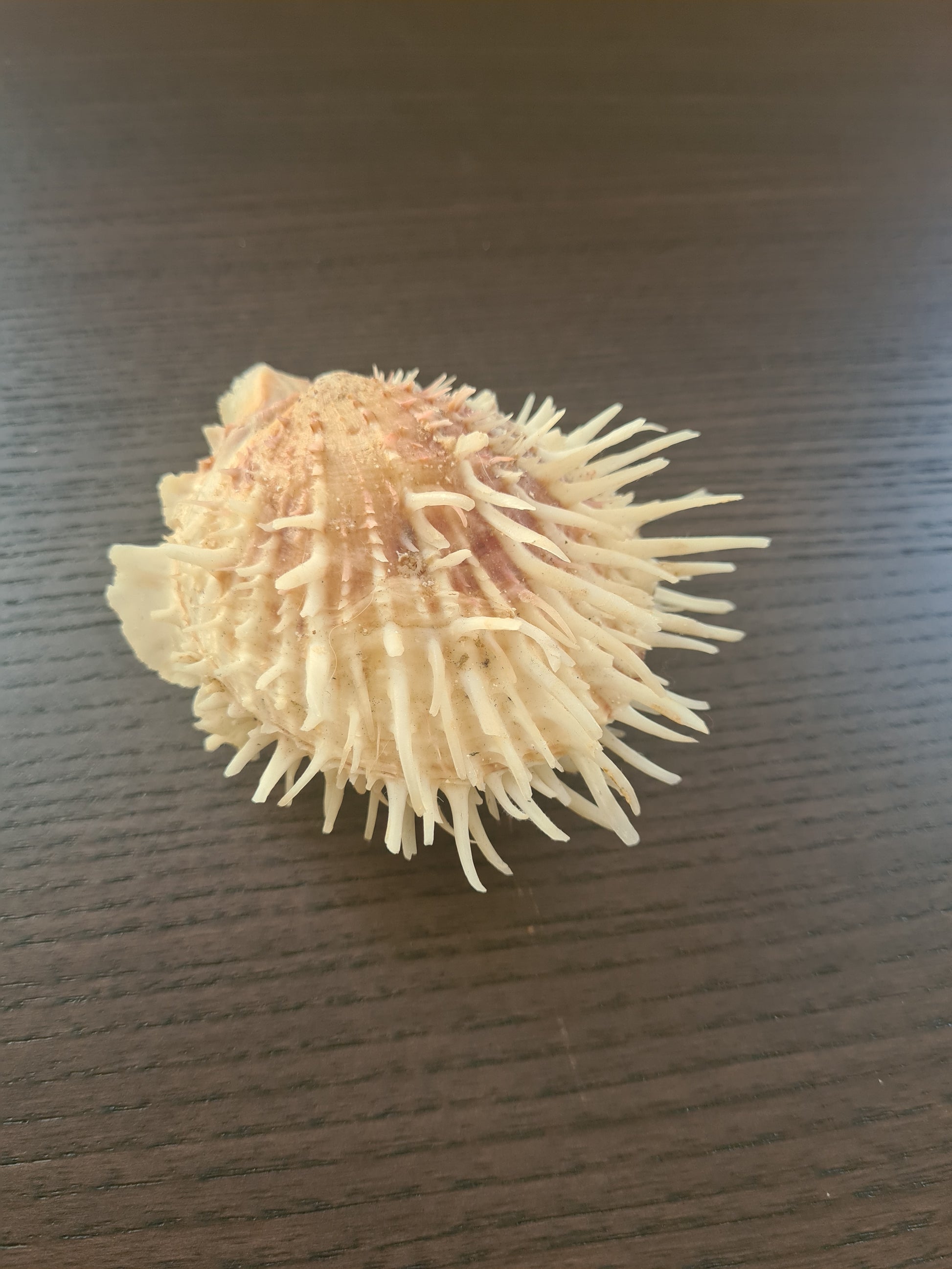 Coquillage Spondylus