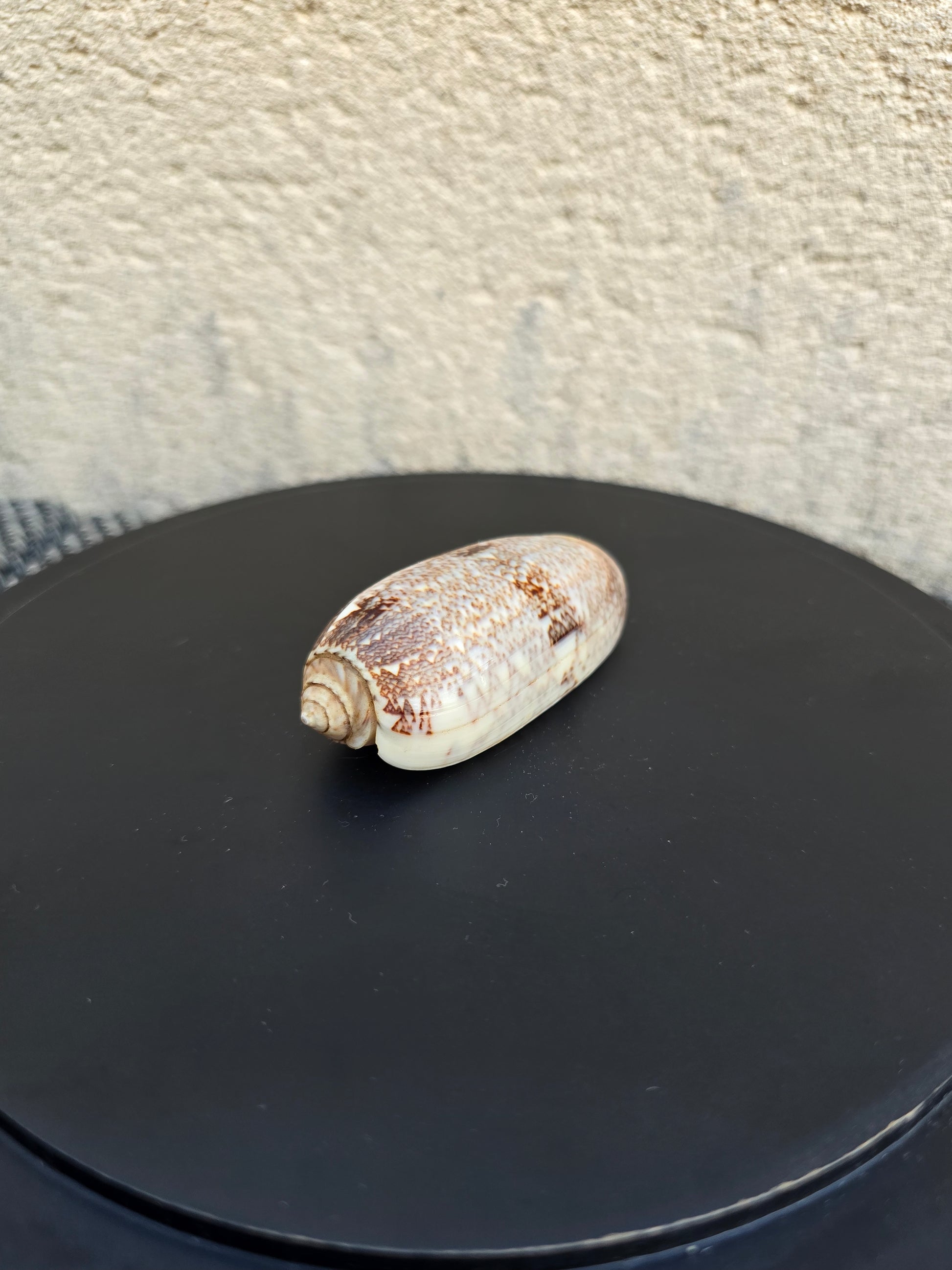 Coquillage Oliva 72-75 mm