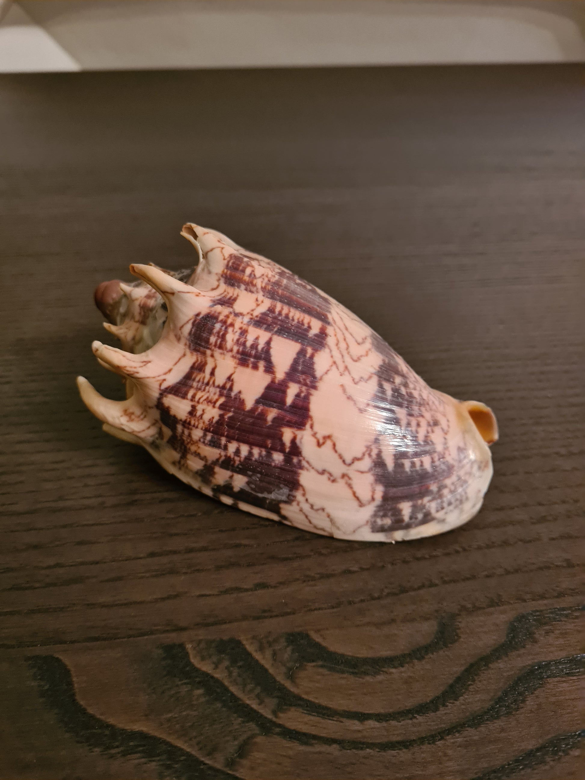 Coquillage Voluta Aulica Imperialis 132 mm
