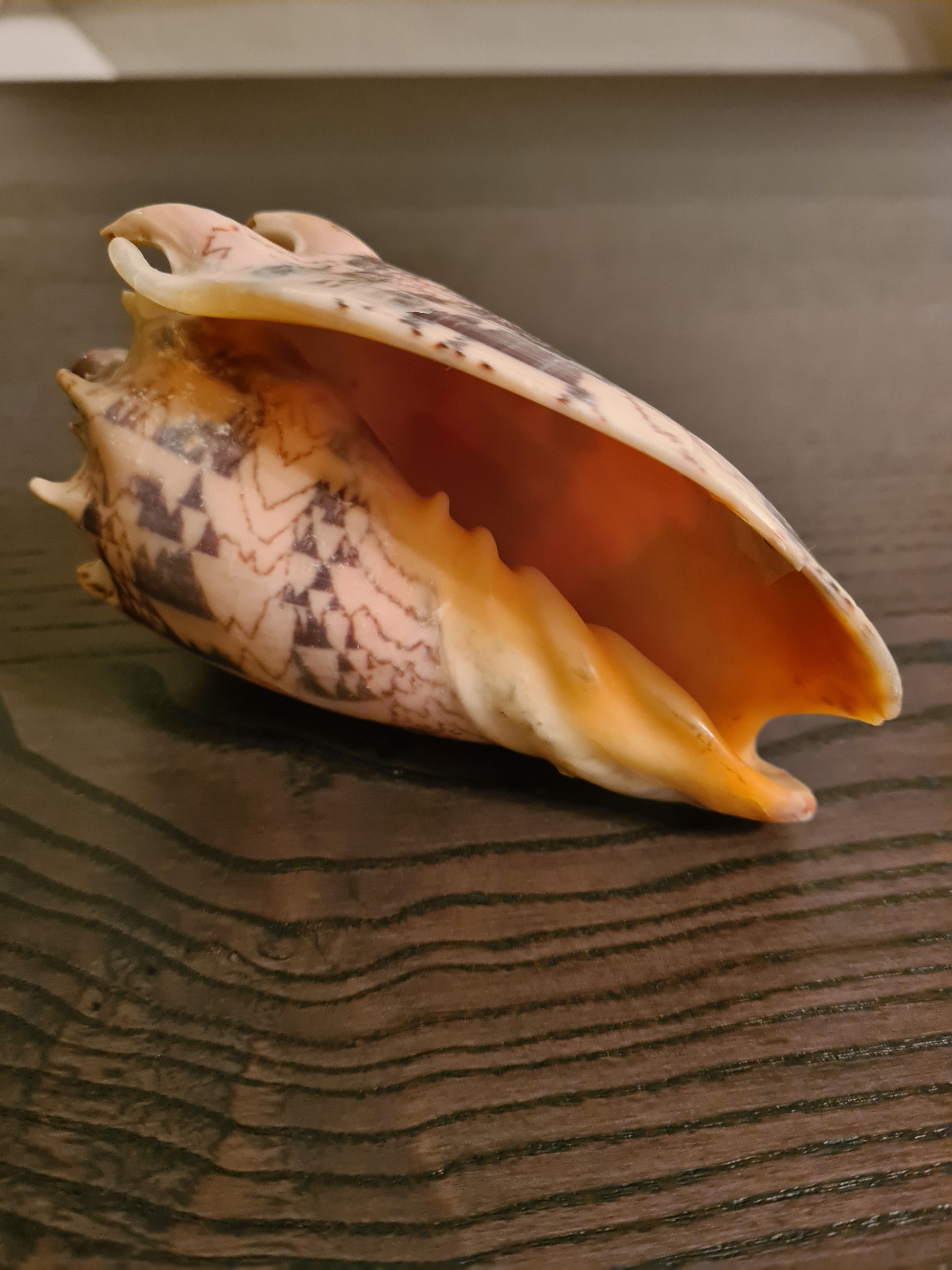 Coquillage Voluta Aulica Imperialis 132 mm