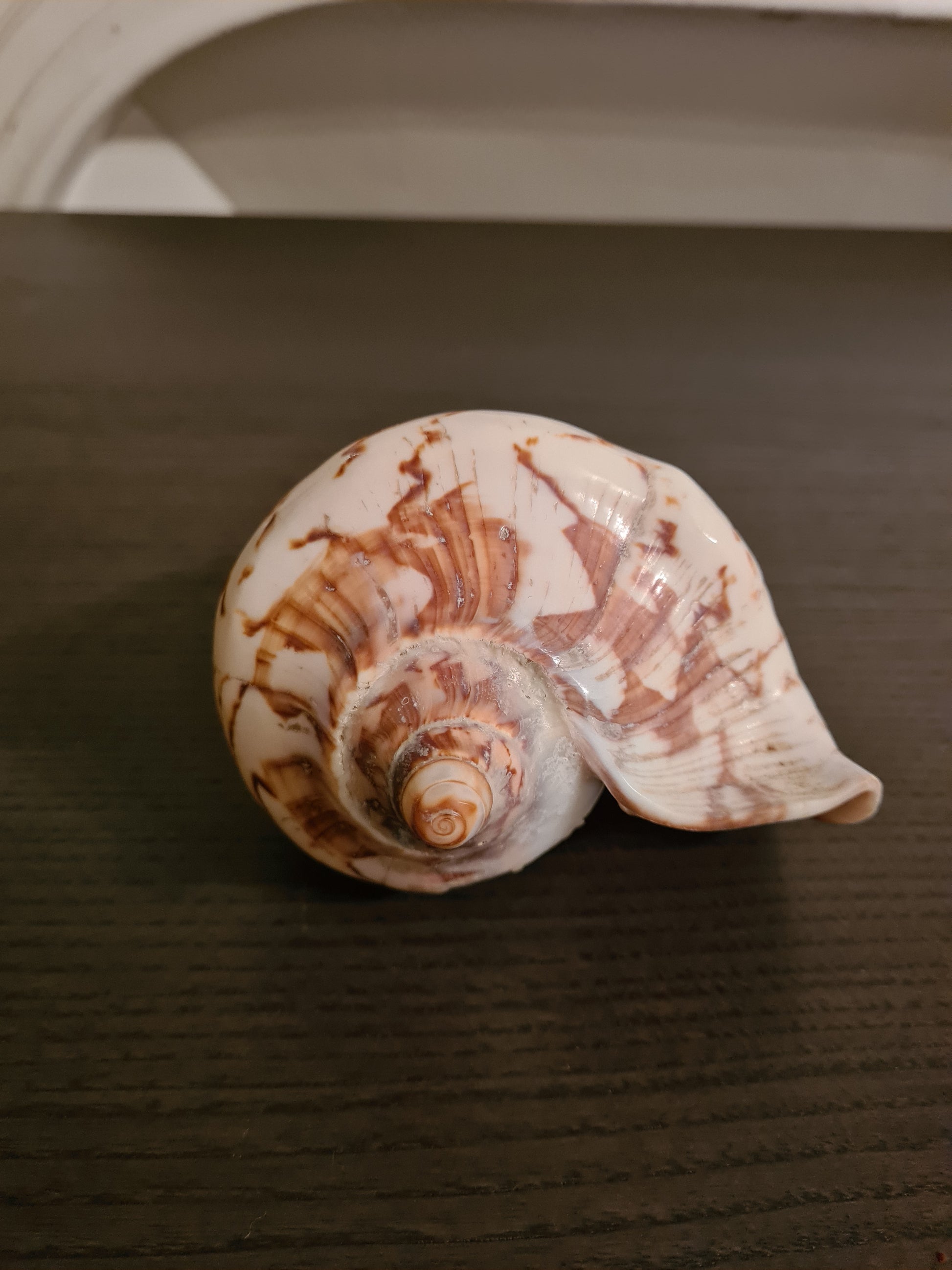 Coquillage Cymbiola nobilis 156 mm