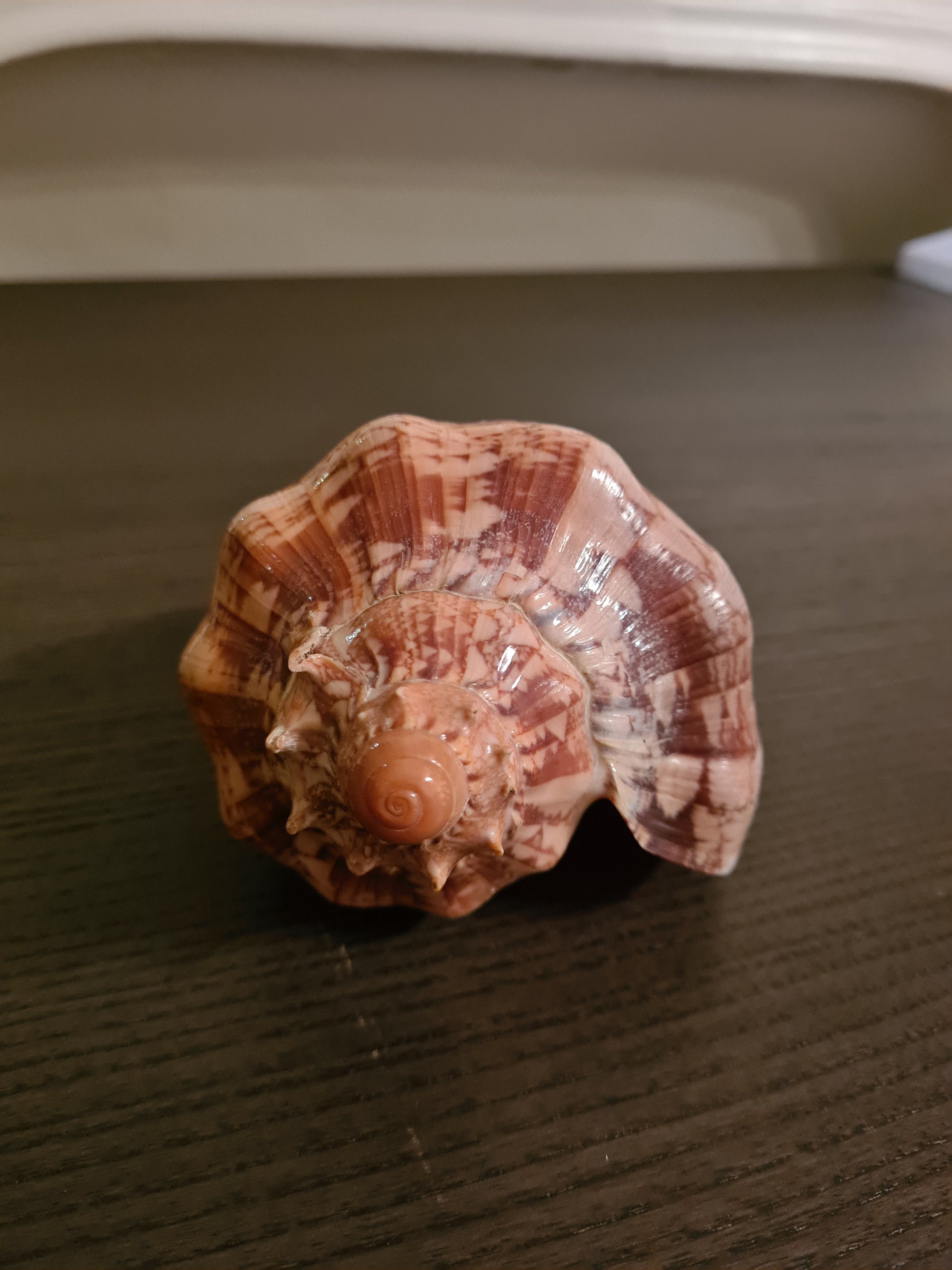 Coquillage Voluta Cybiola Imperialis 153.5 mm