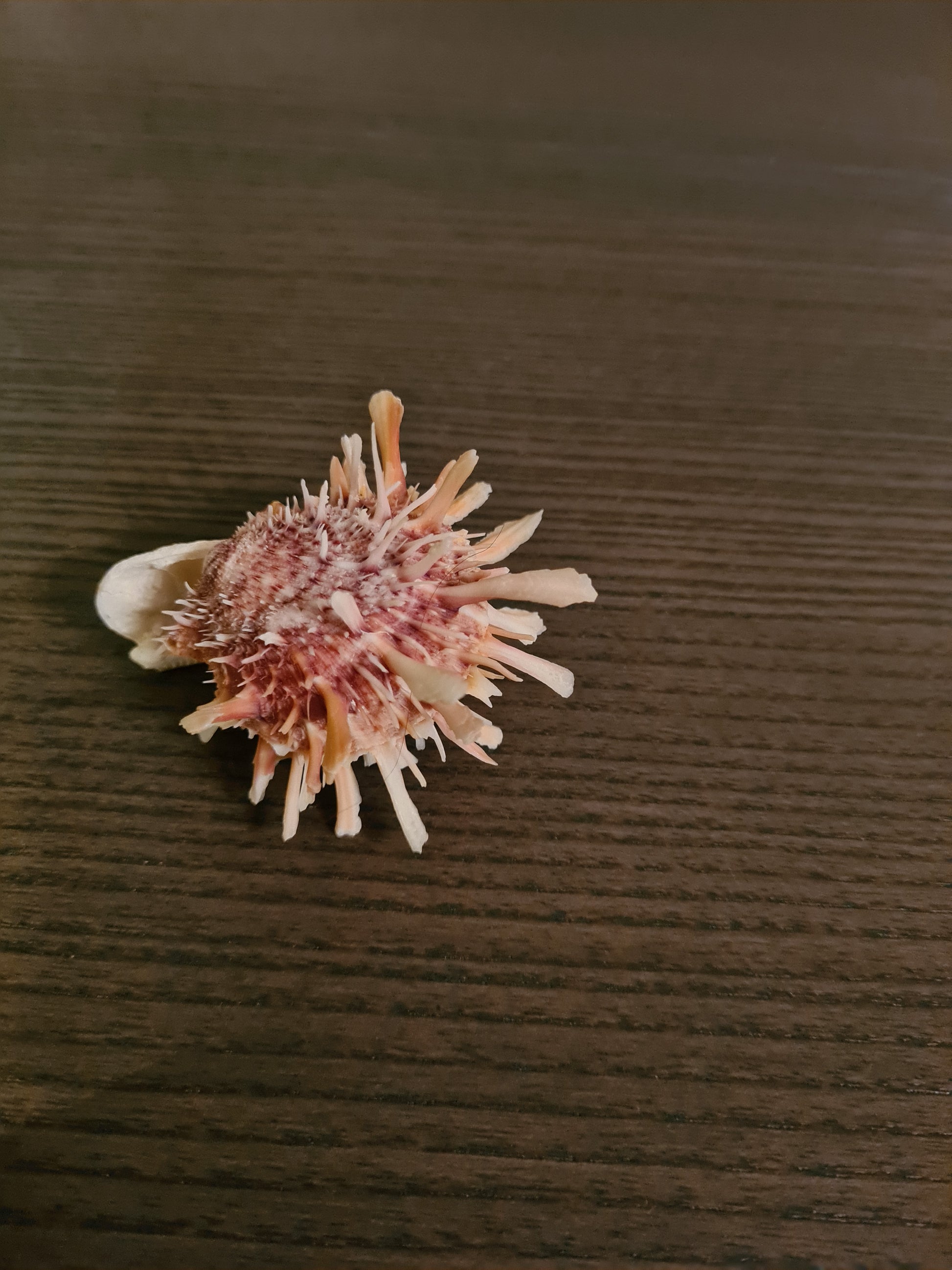 Coquillage Spondylus