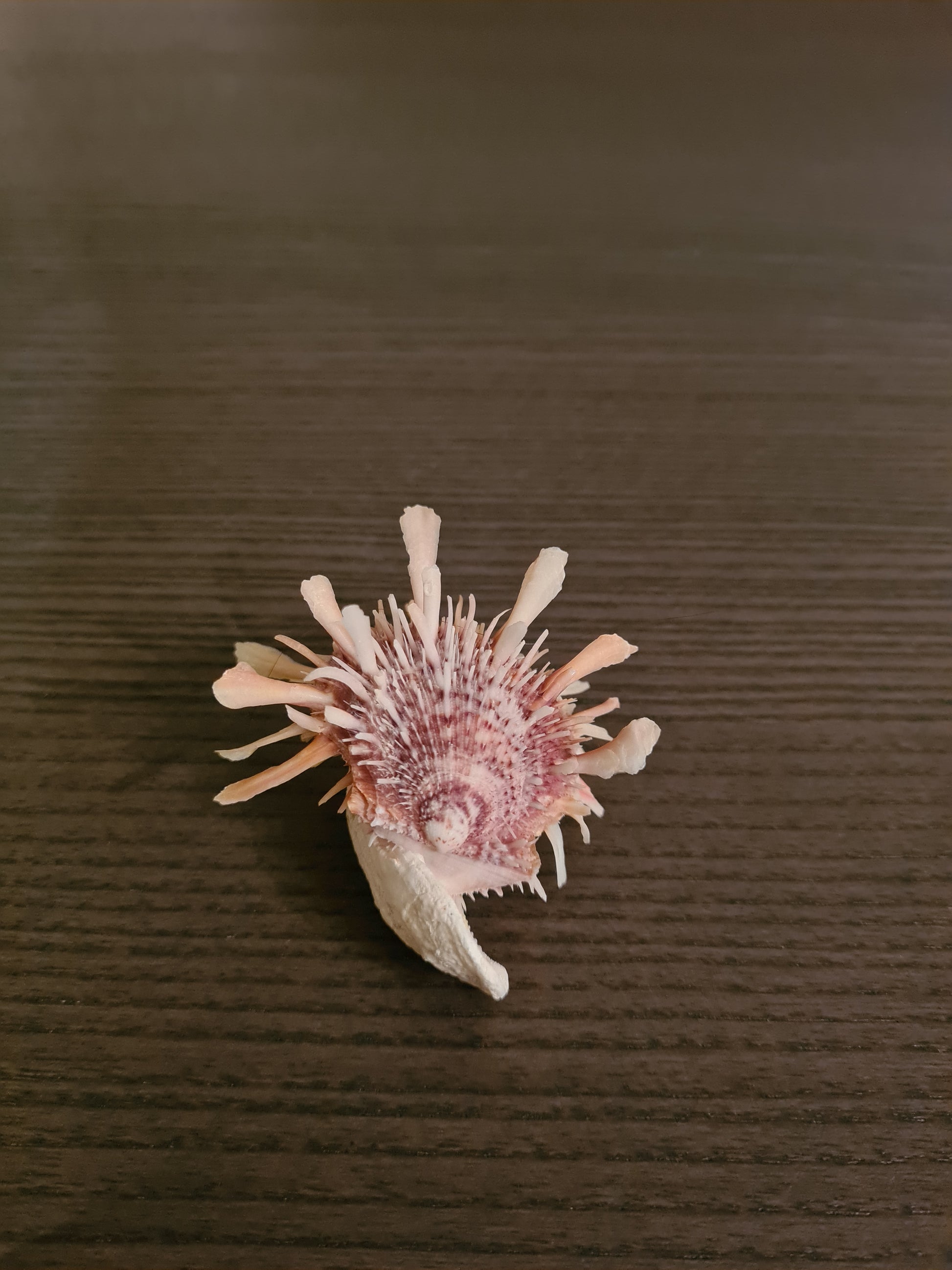 Coquillage Spondylus