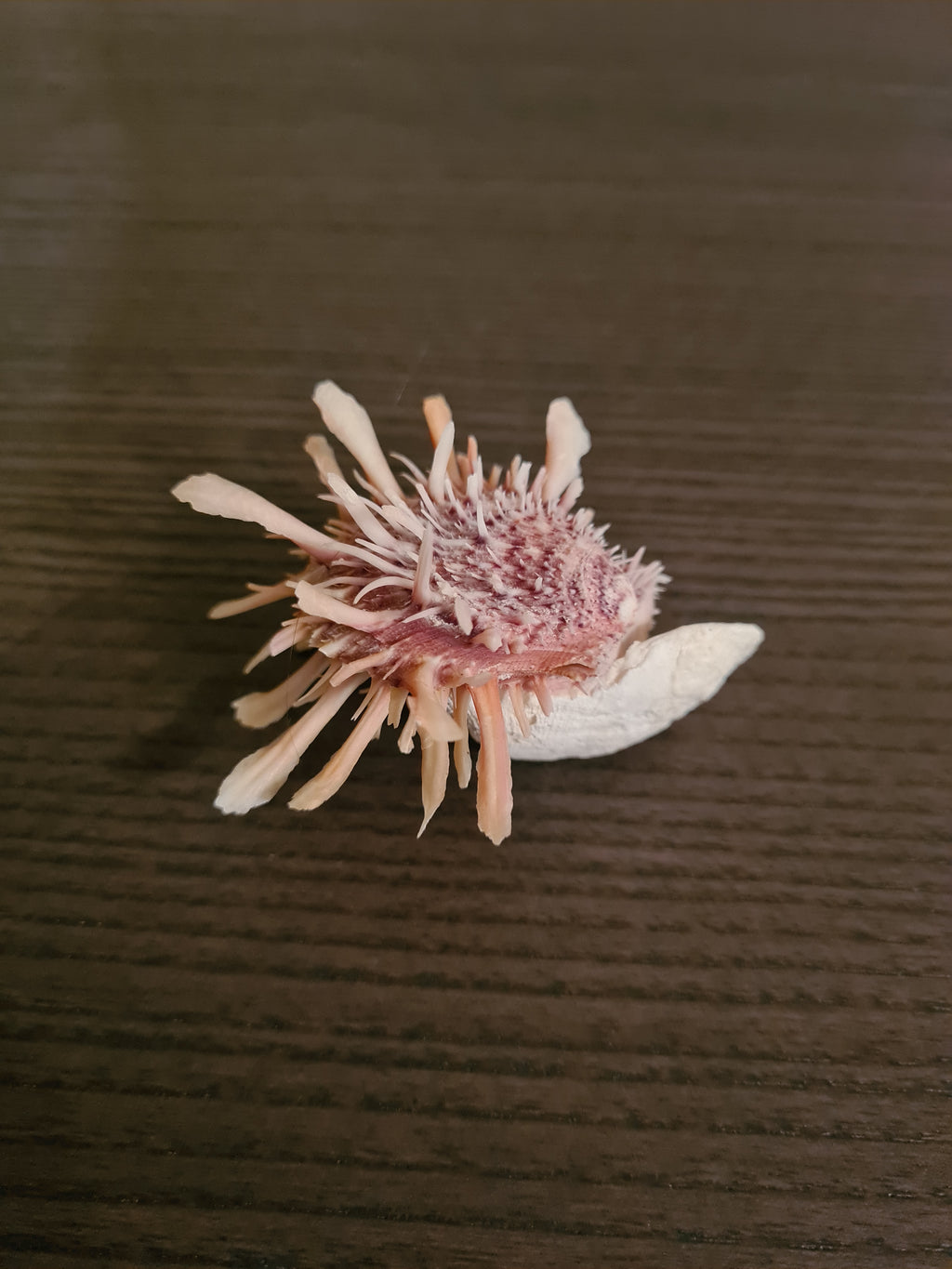 Coquillage Spondylus