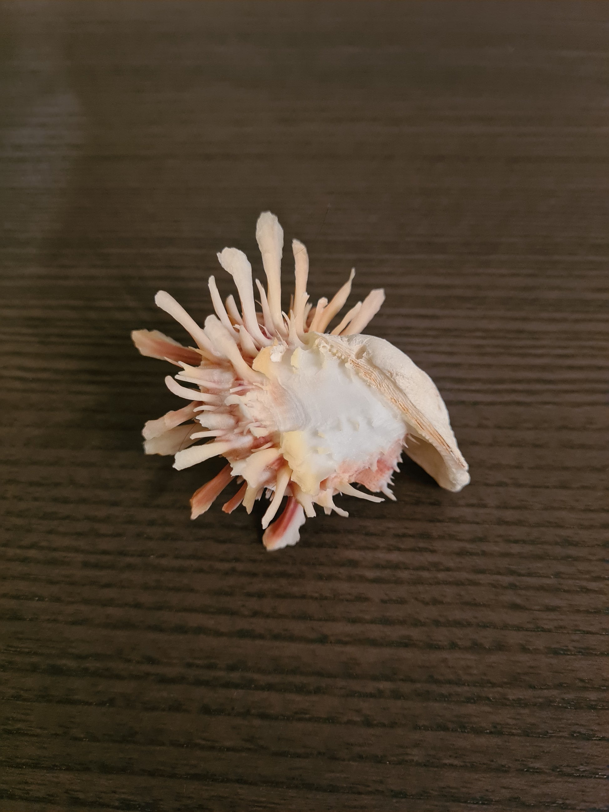 Coquillage Spondylus