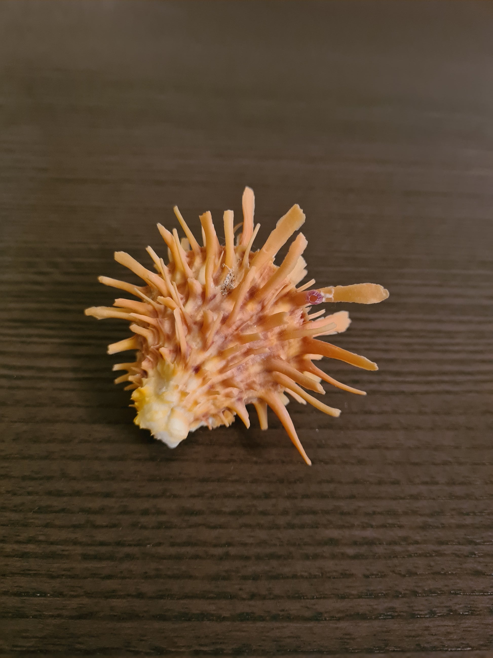 Coquillage Spondylus