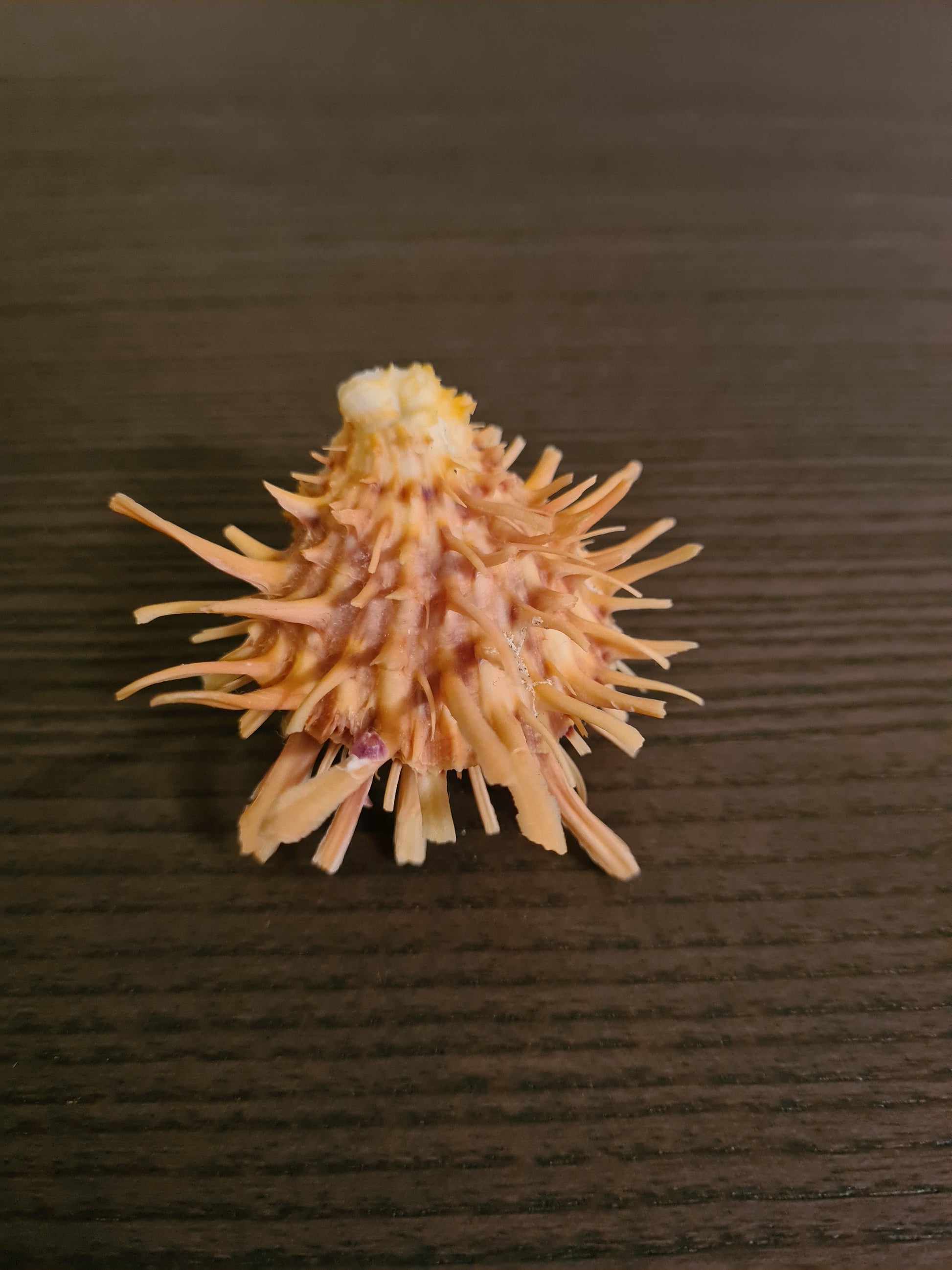 Coquillage Spondylus