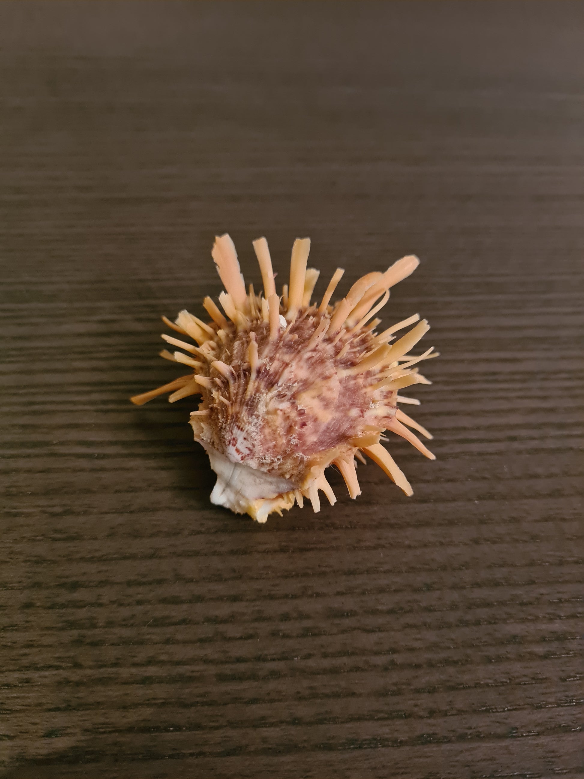 Coquillage Spondylus
