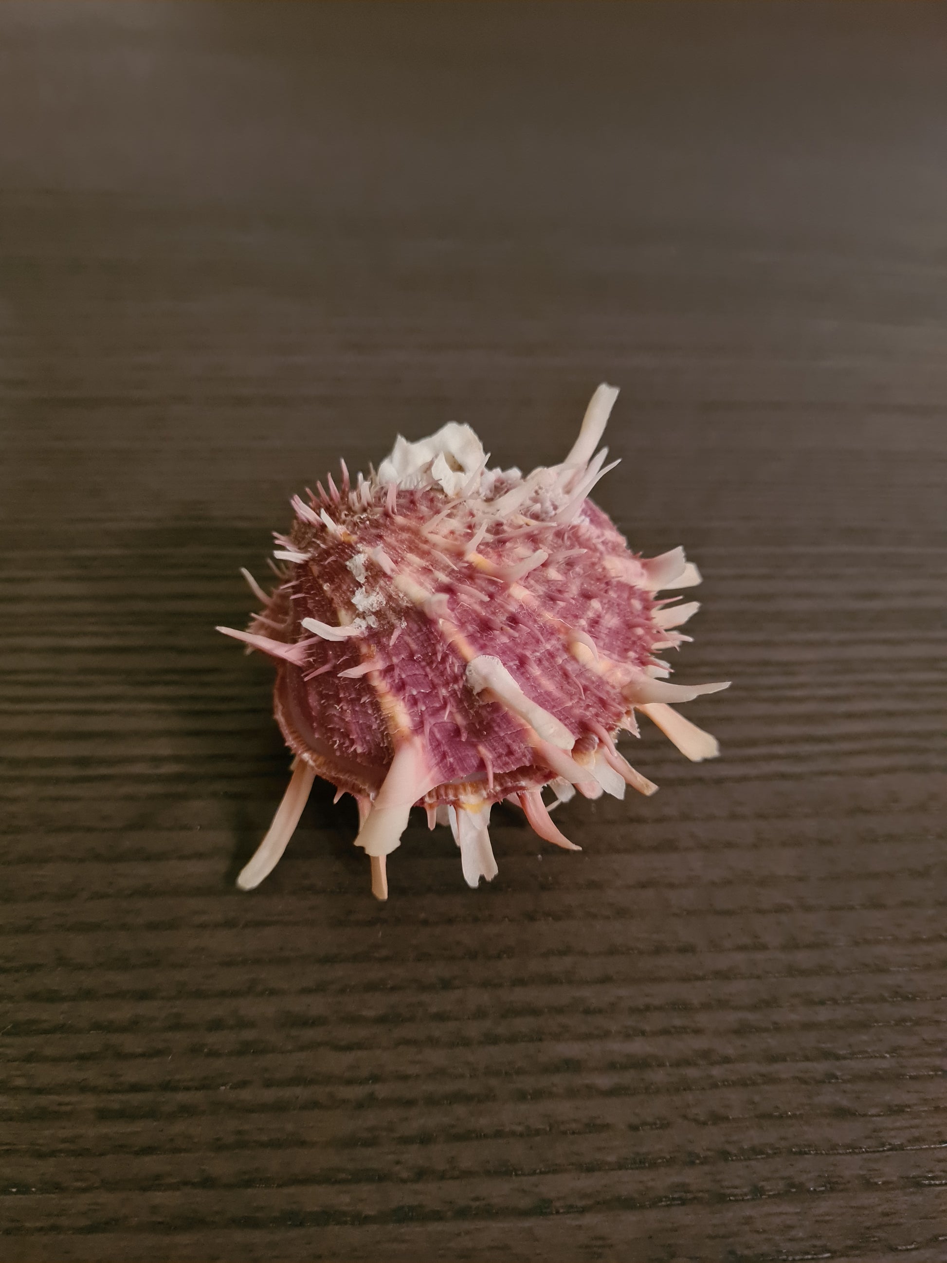 Coquillage Spondylus