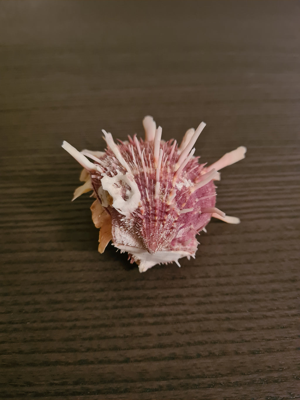 Coquillage Spondylus