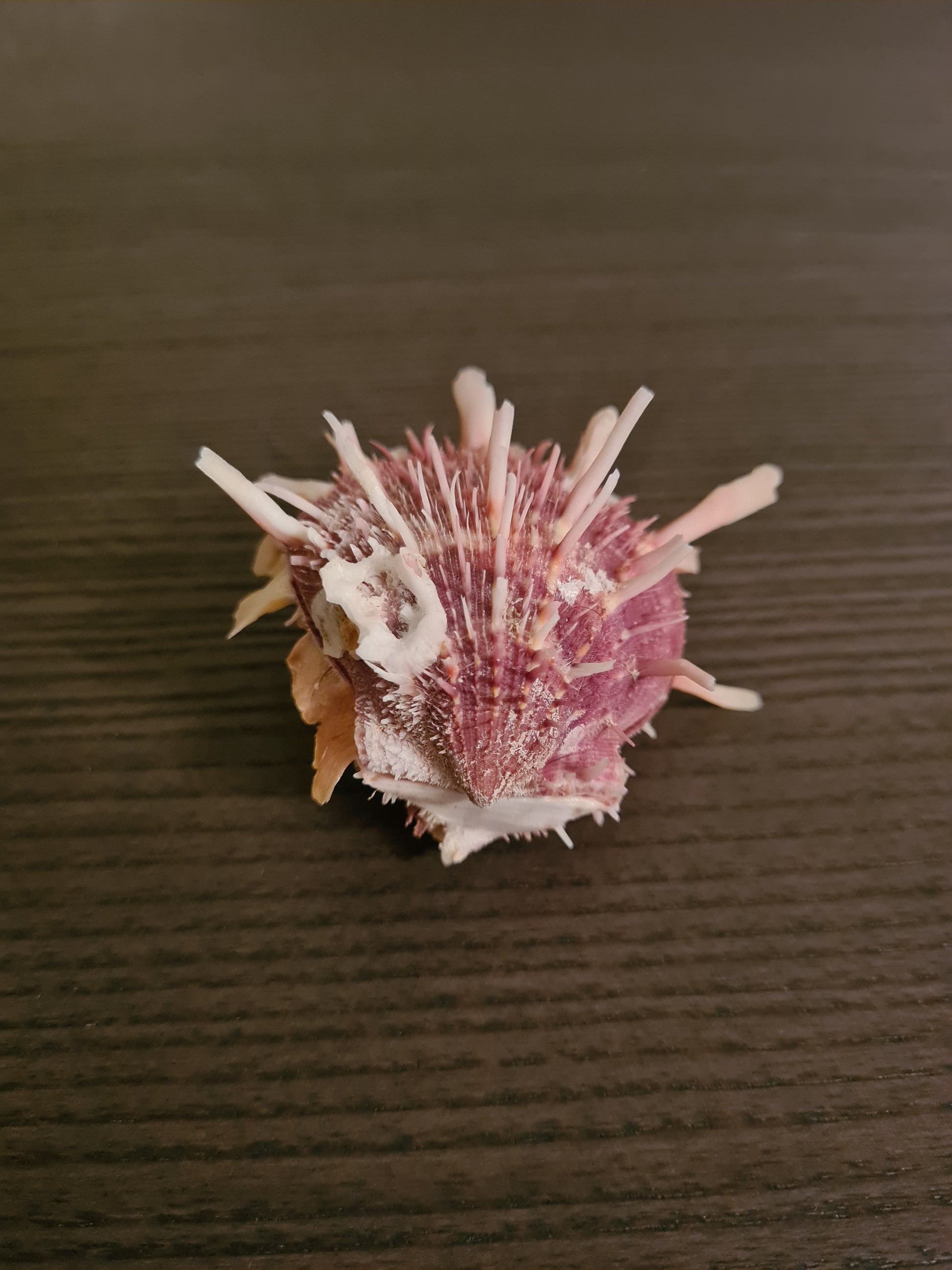 Coquillage Spondylus