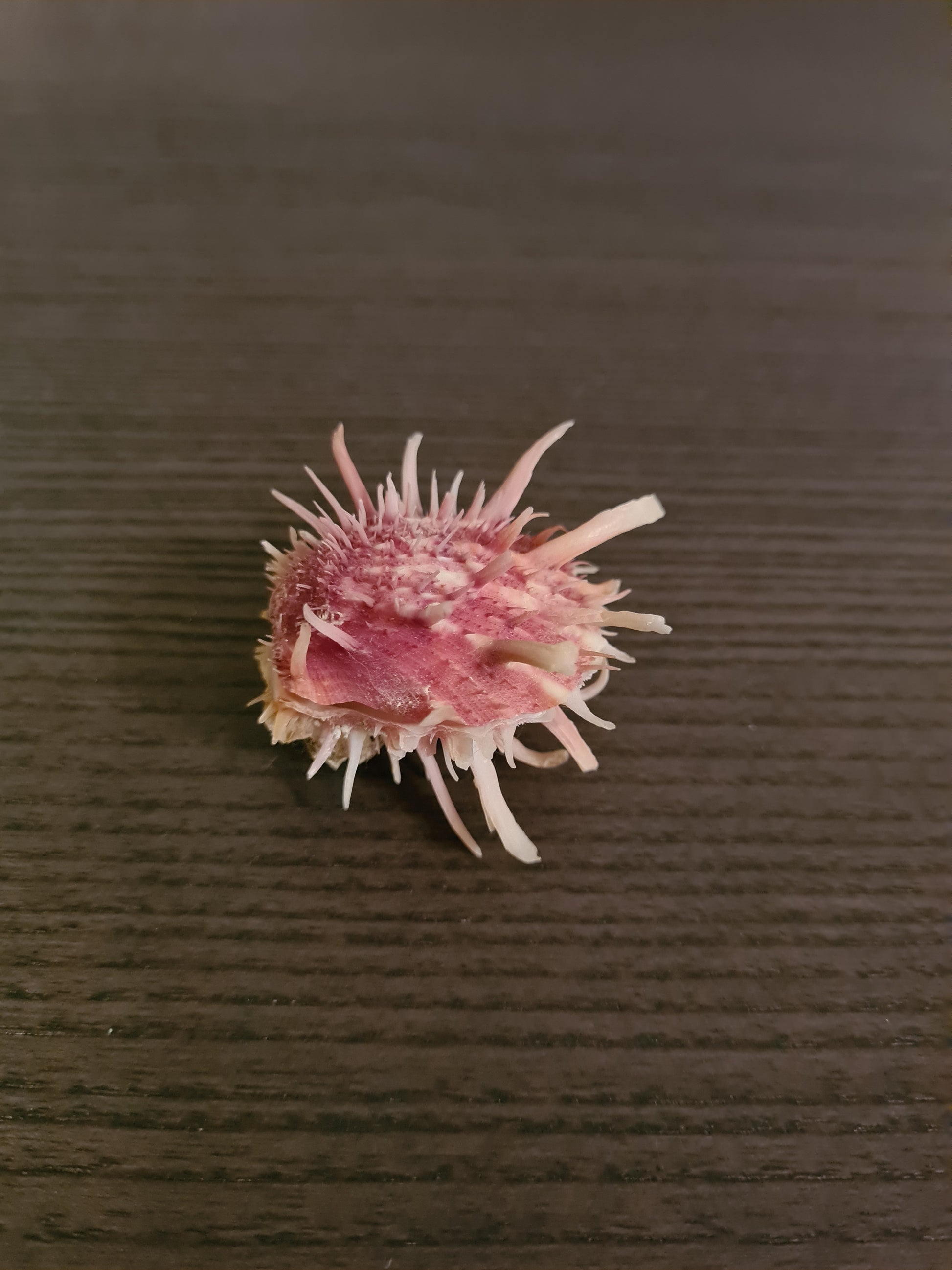 Coquillage Spondylus