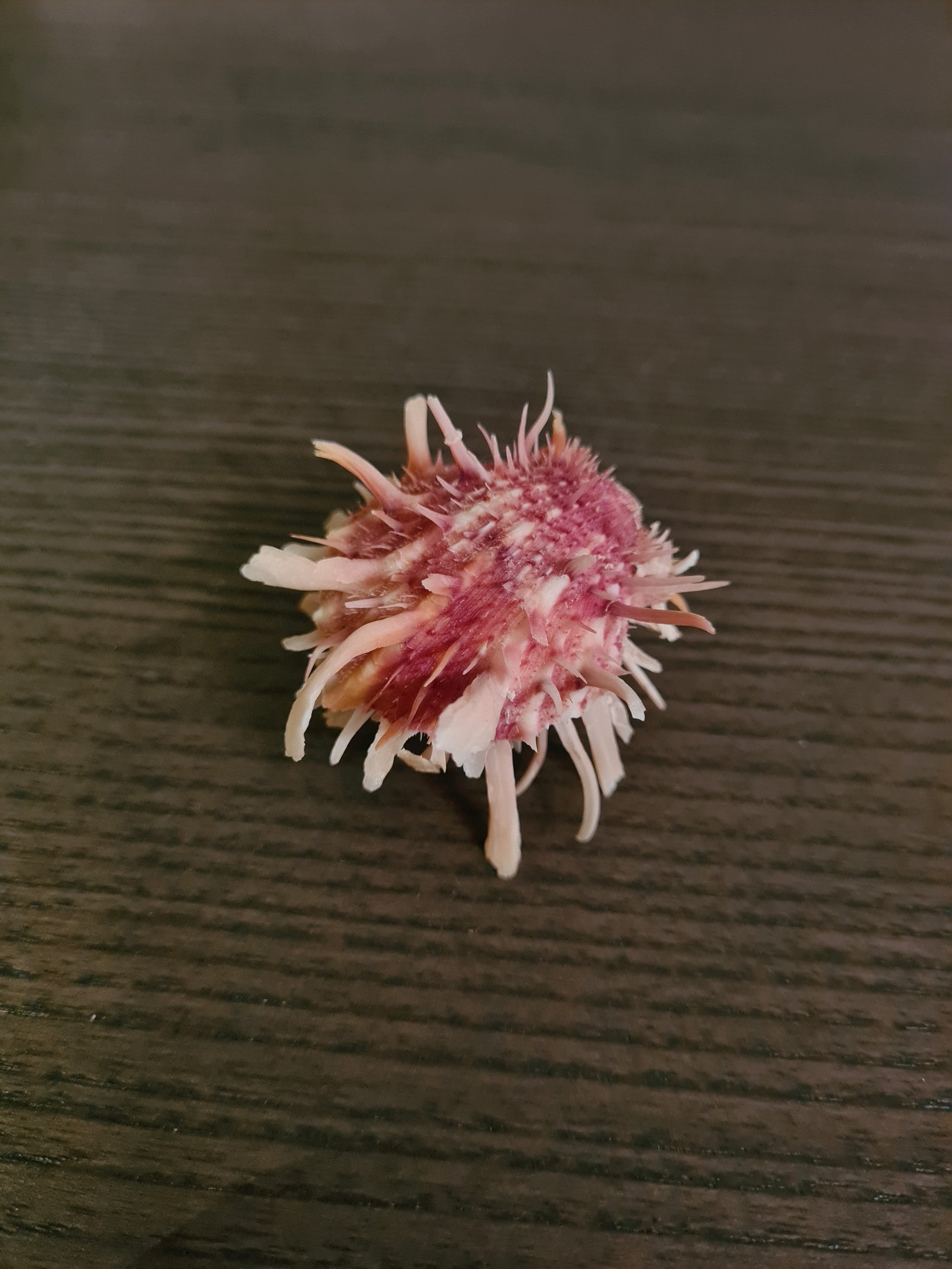 Coquillage Spondylus