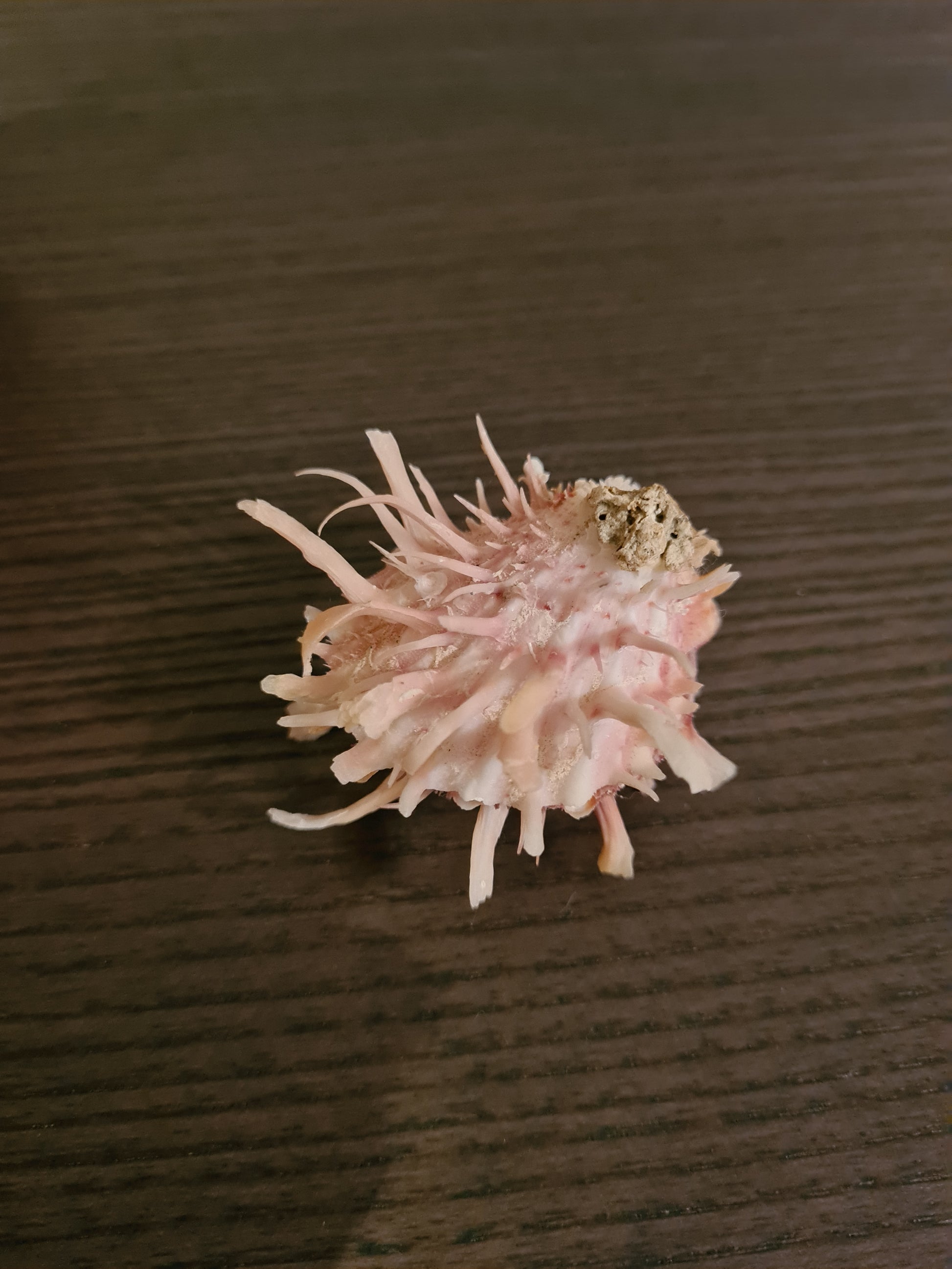 Coquillage Spondylus
