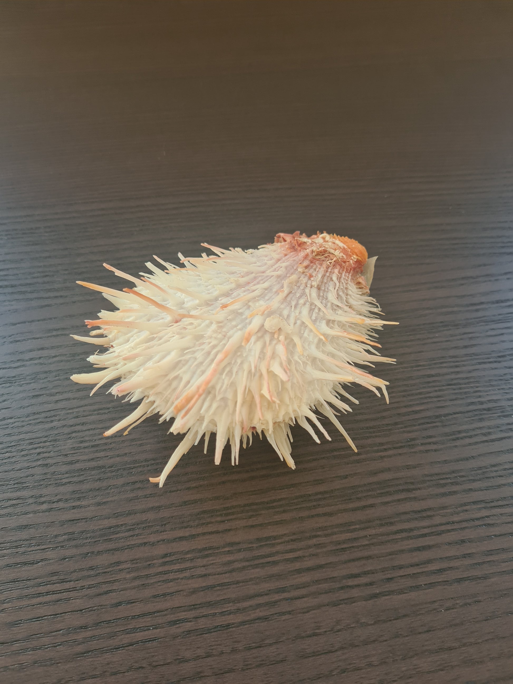 Coquillage Spondylus