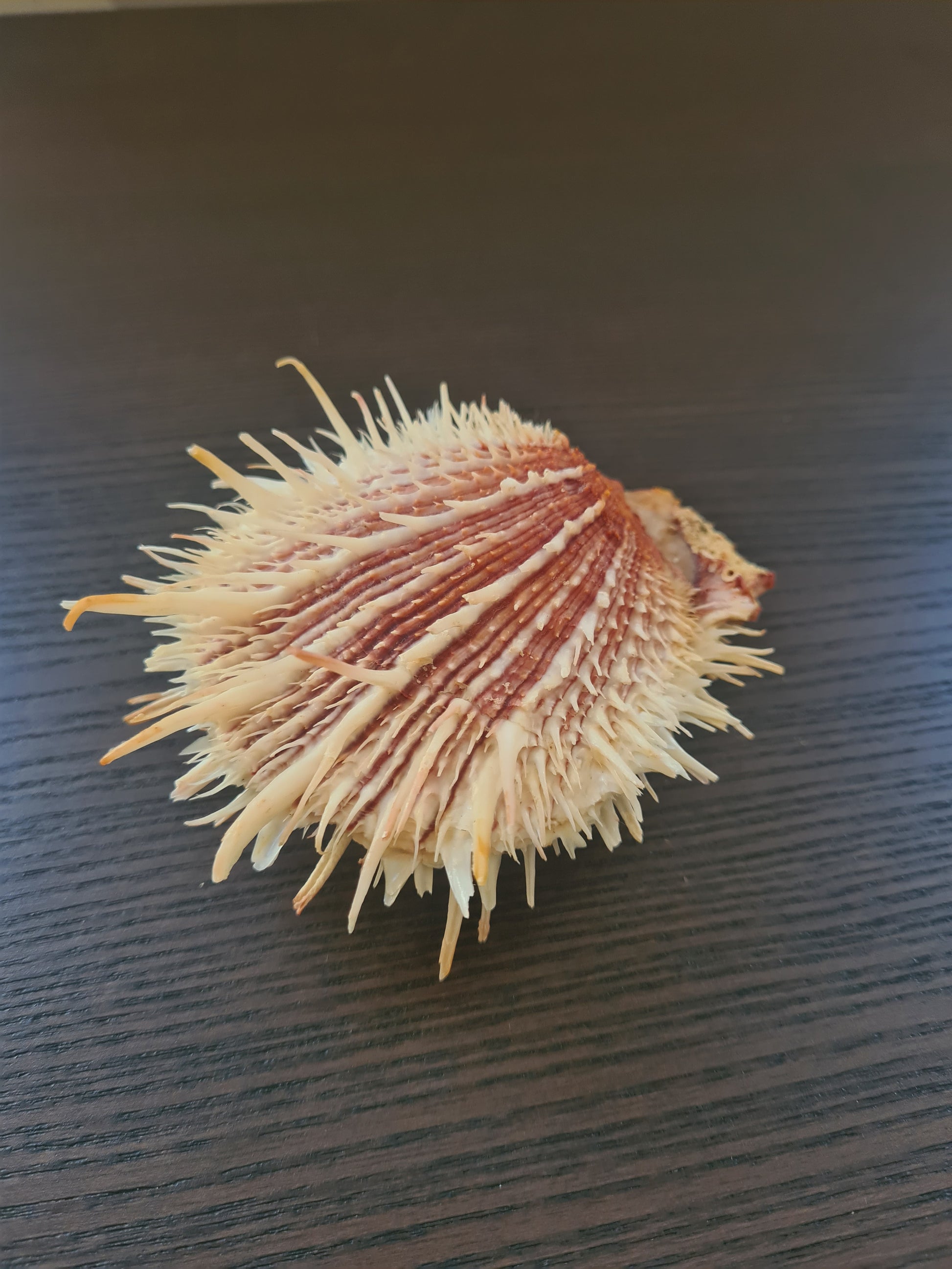 Coquillage Spondylus