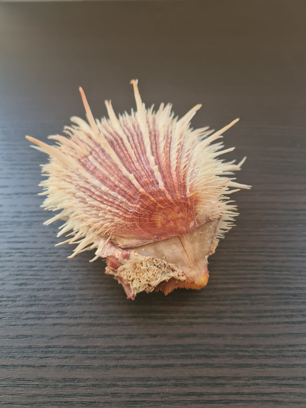 Coquillage Spondylus