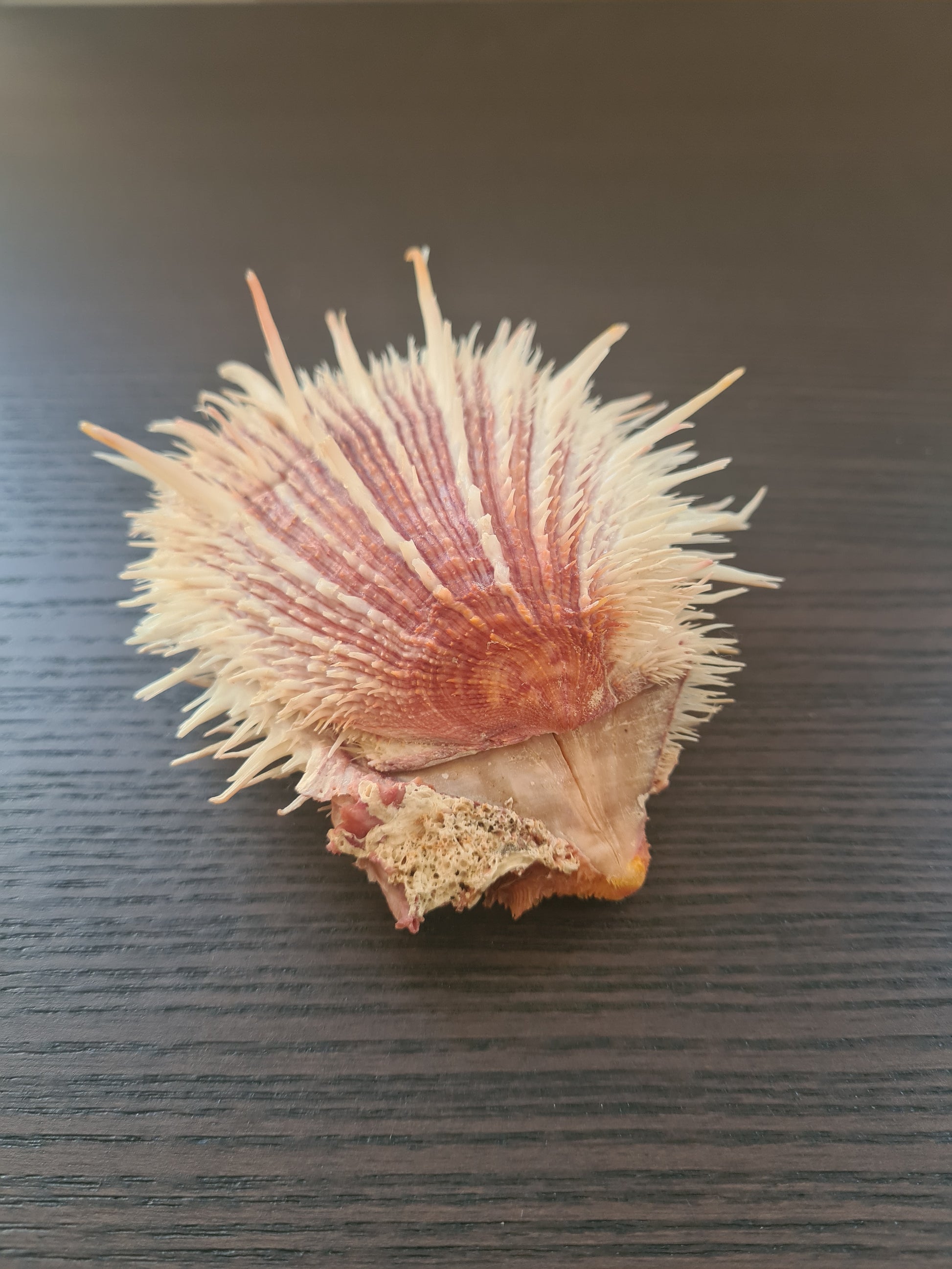Coquillage Spondylus