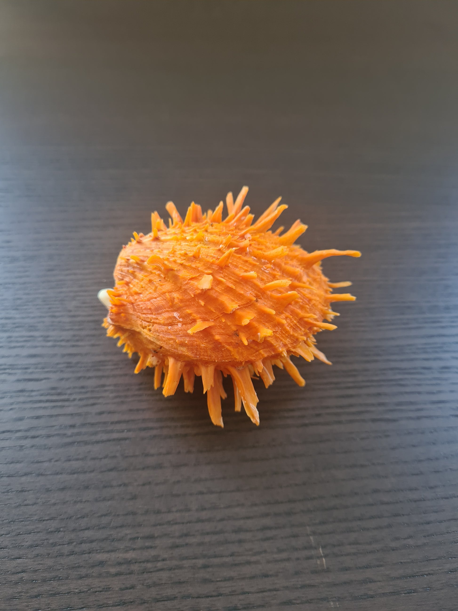Coquillage Spondylus