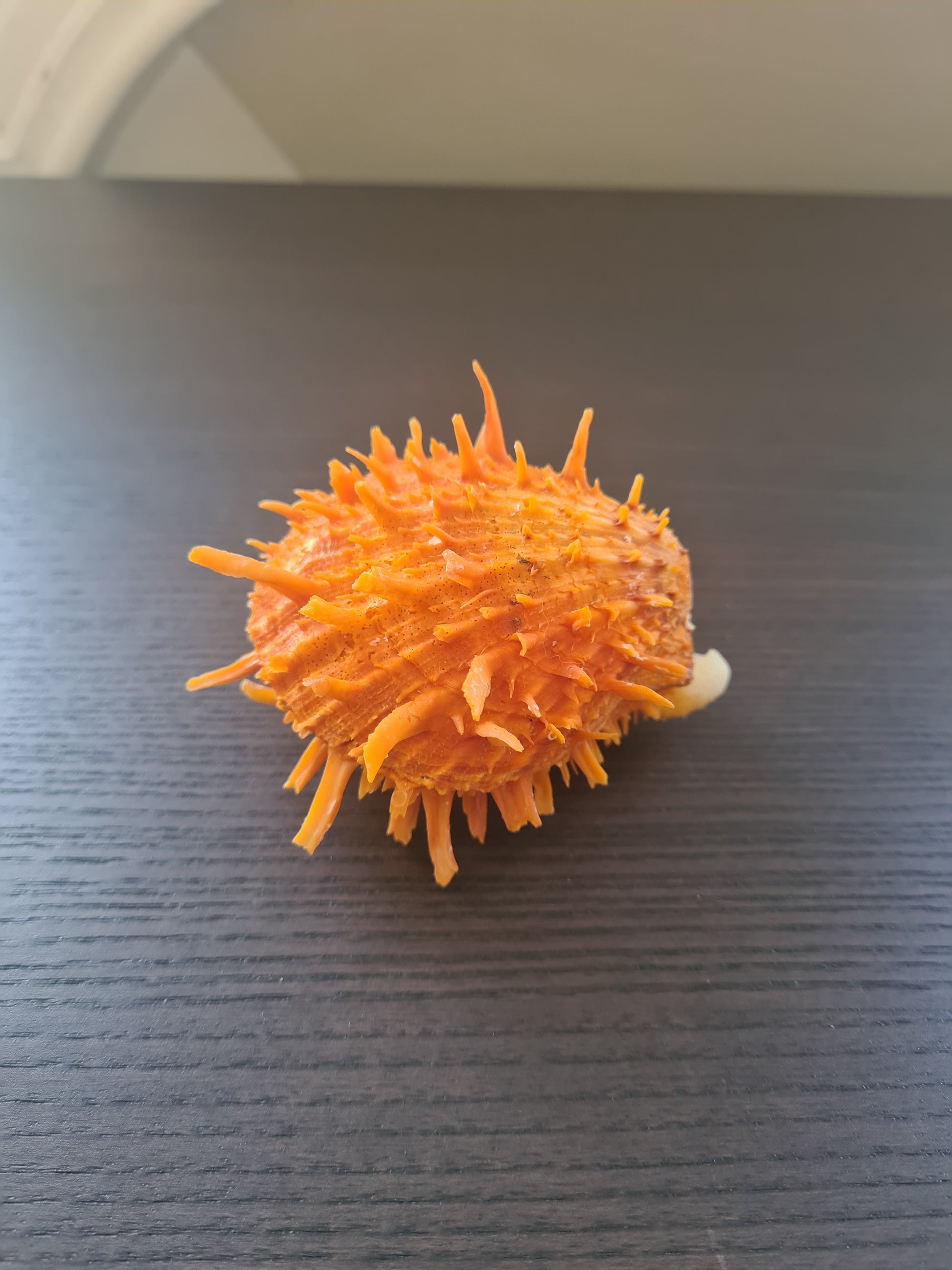 Coquillage Spondylus