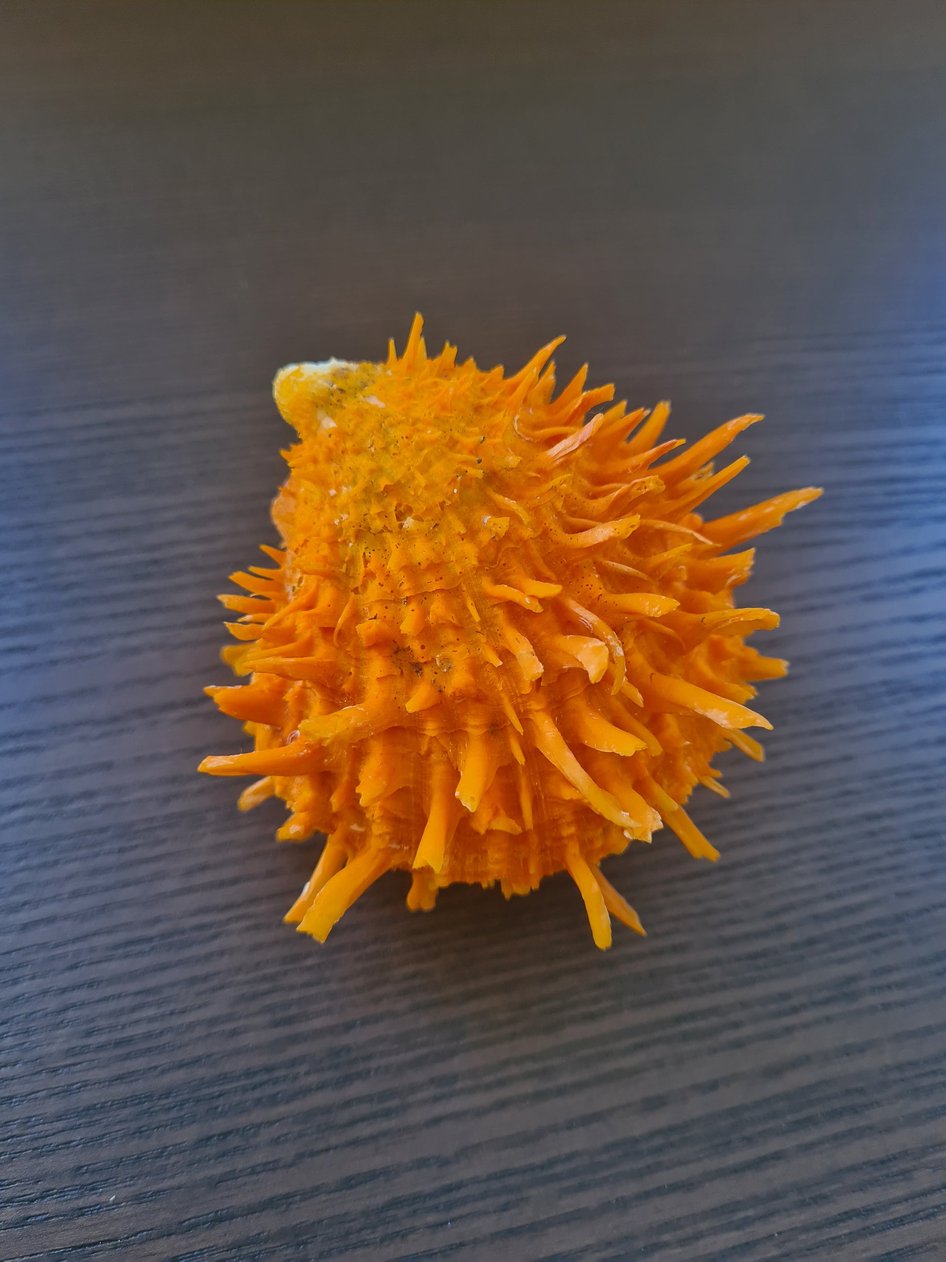 Coquillage Spondylus