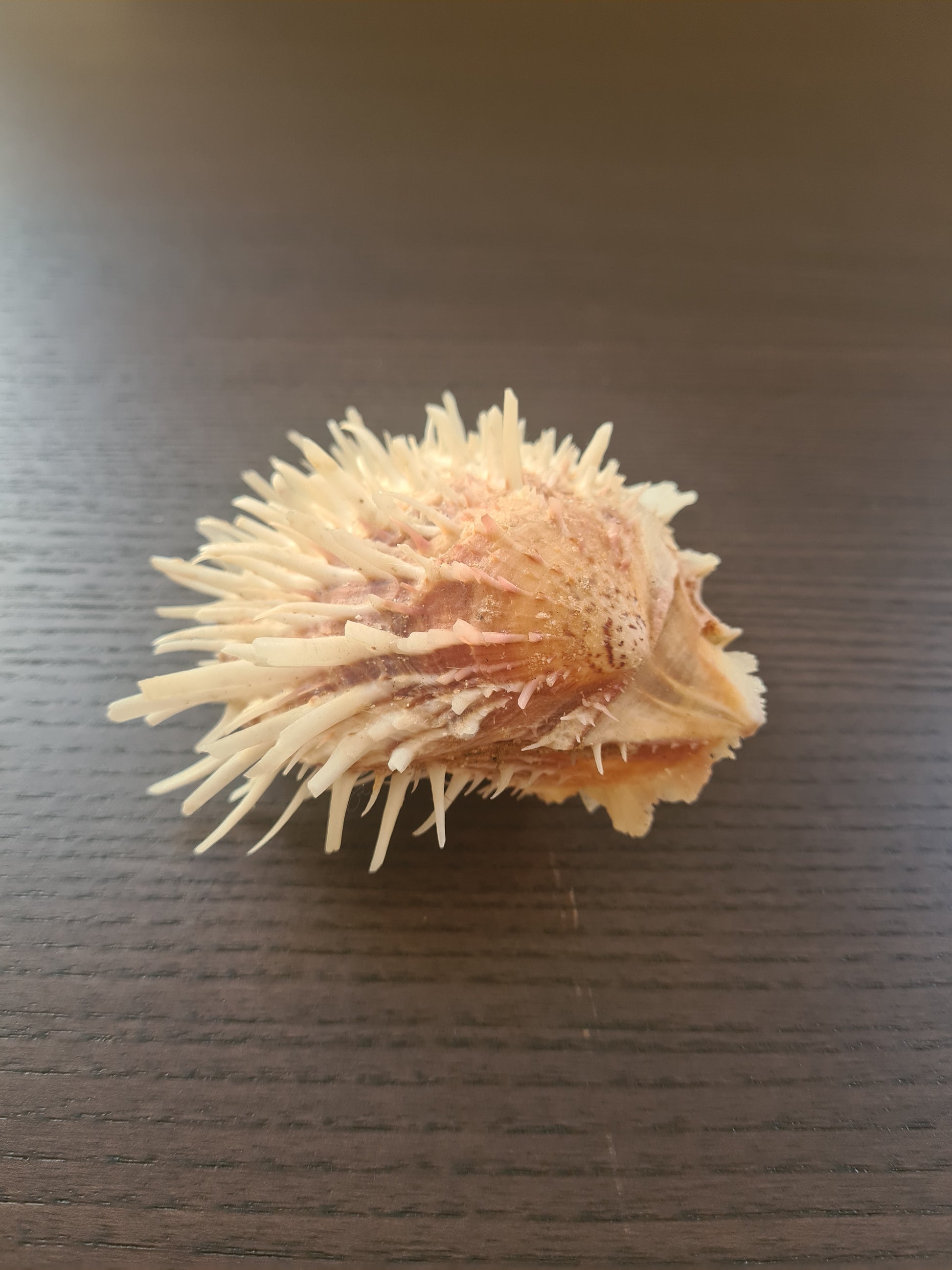 Coquillage Spondylus