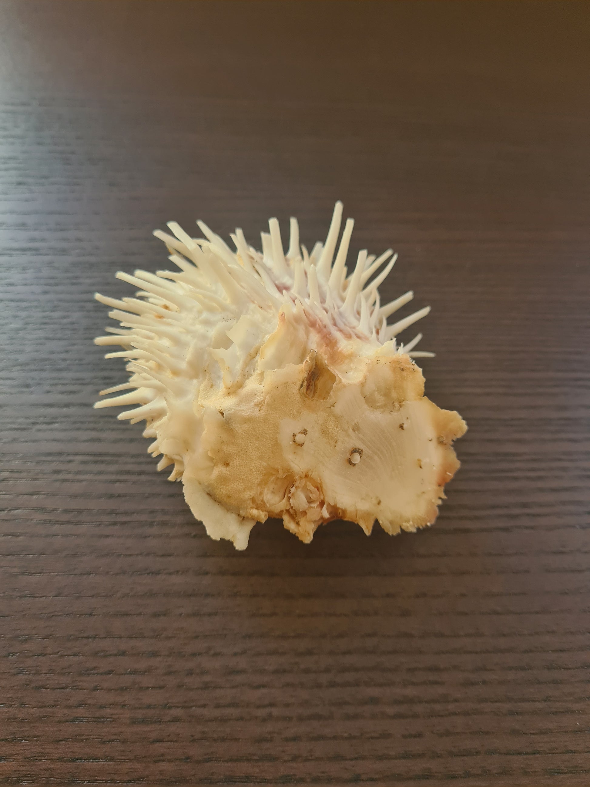 Coquillage Spondylus