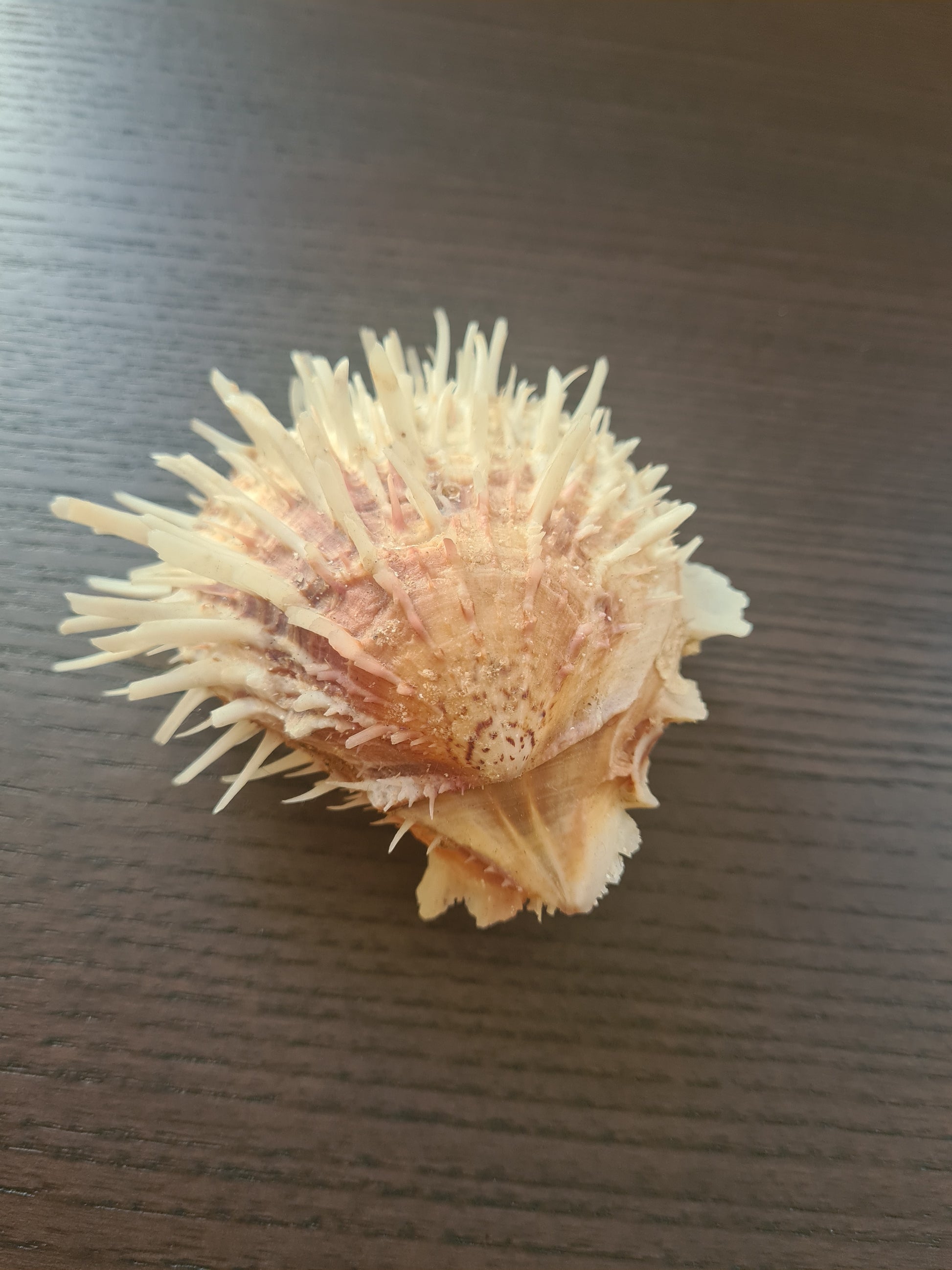 Coquillage Spondylus