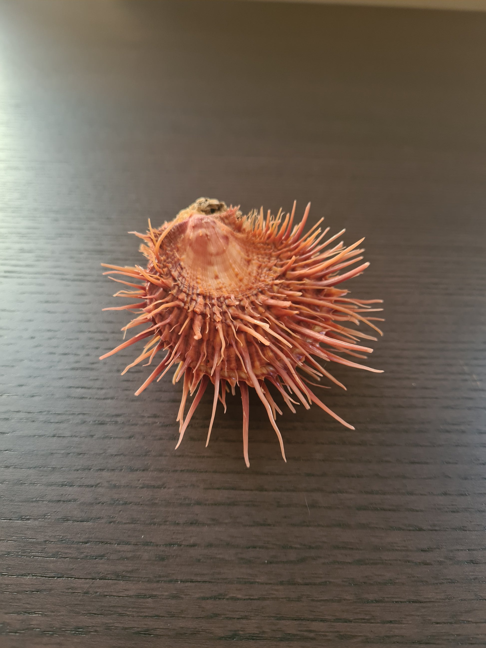 Coquillage Spondylus