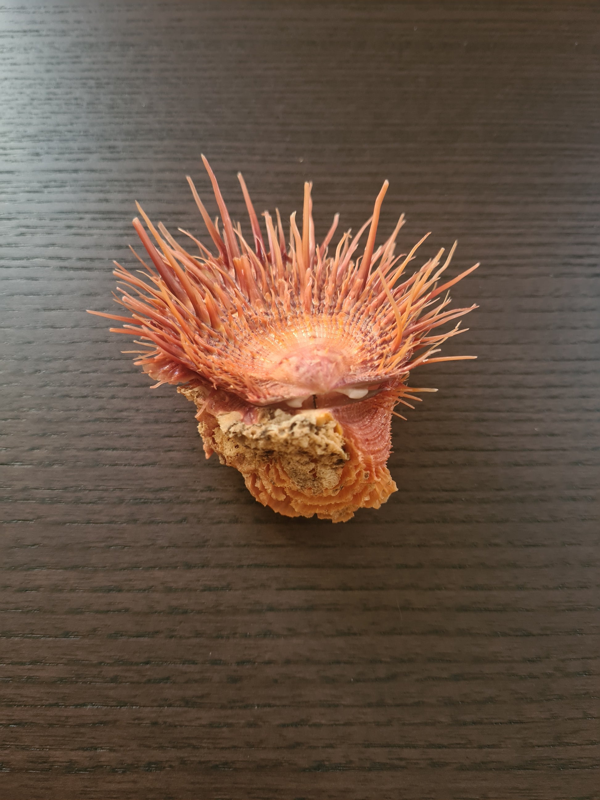 Coquillage Spondylus