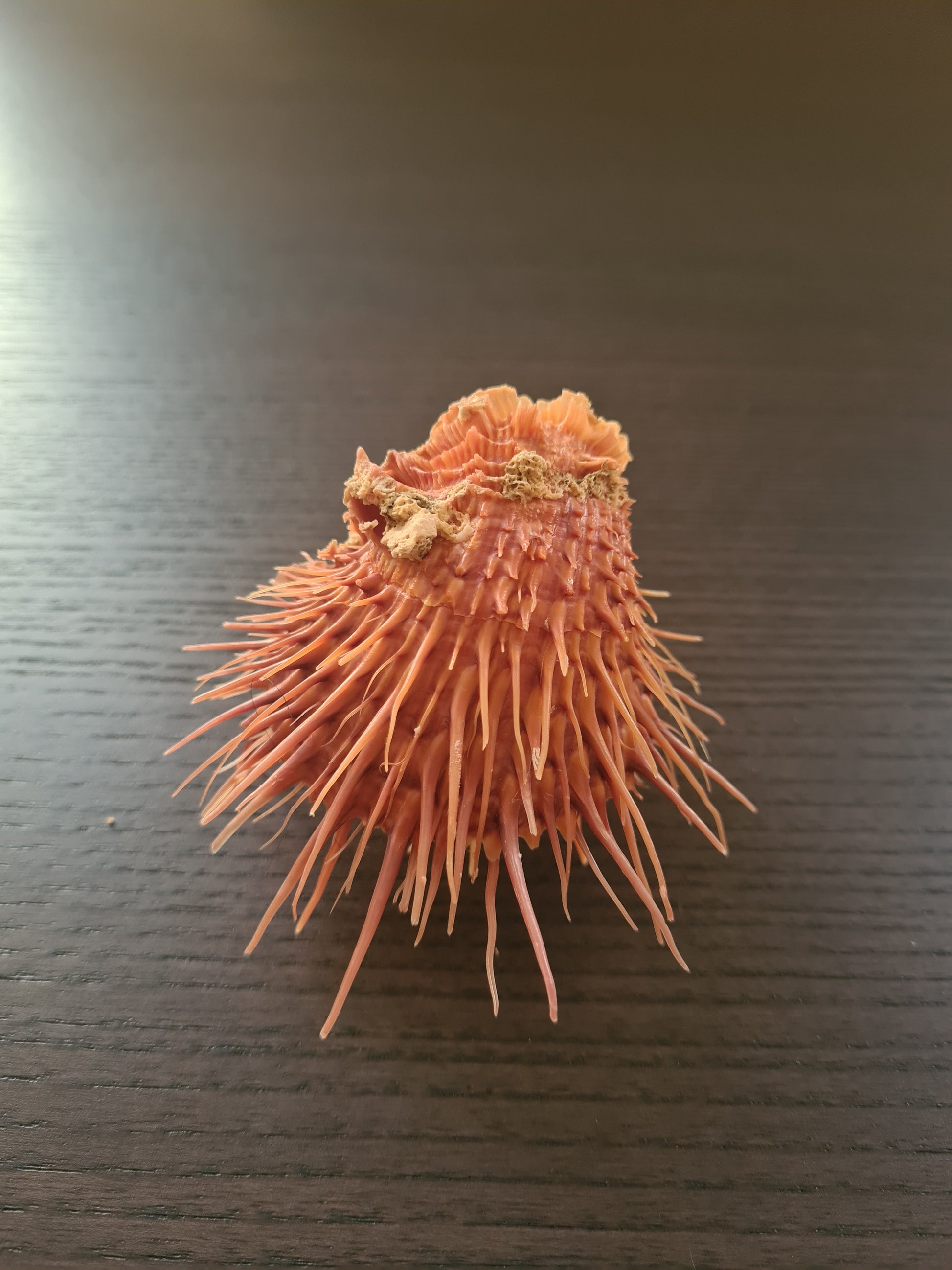 Coquillage Spondylus