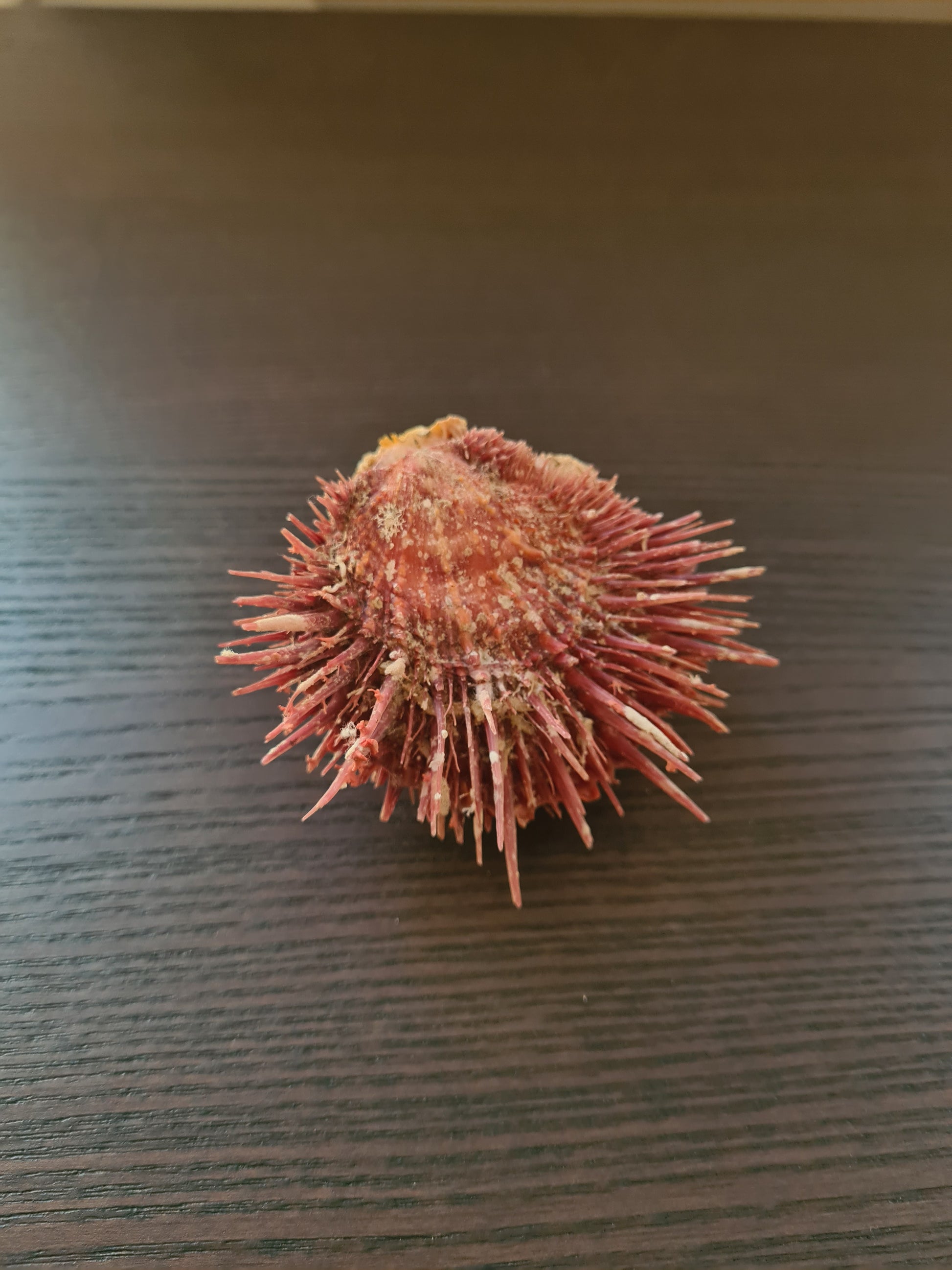 Coquillage Spondylus