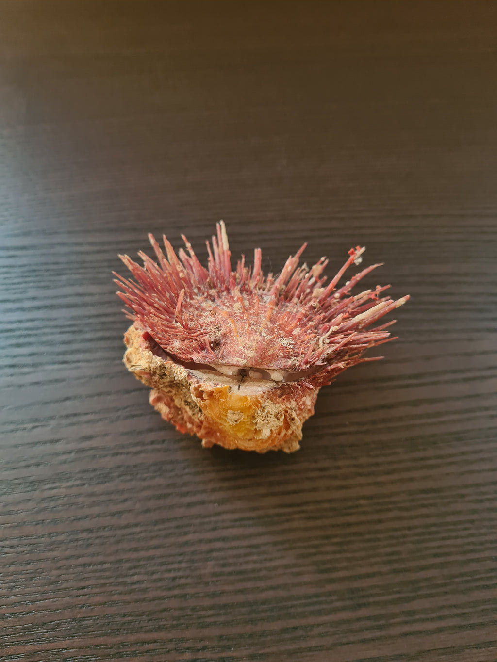 Coquillage Spondylus