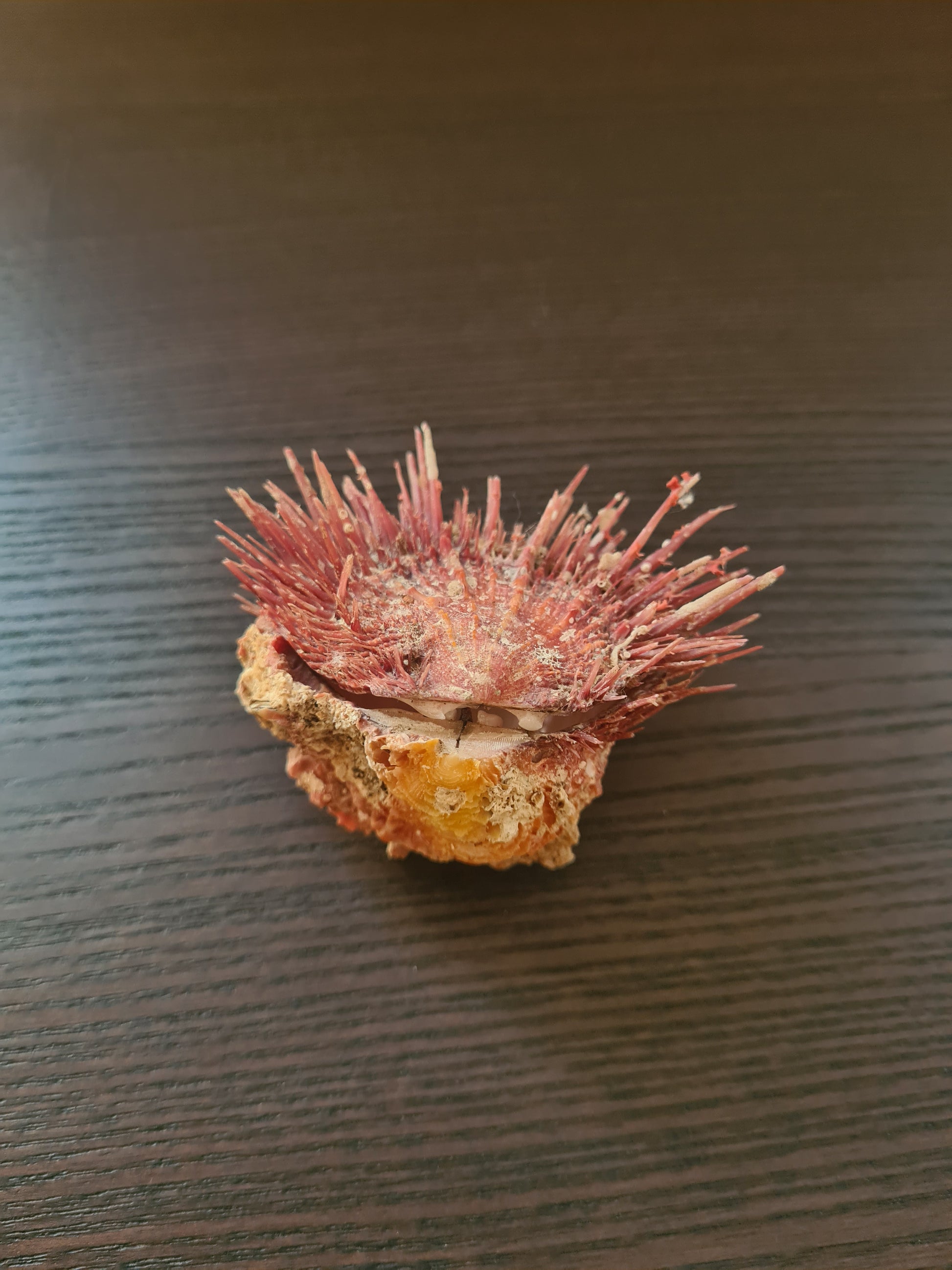 Coquillage Spondylus