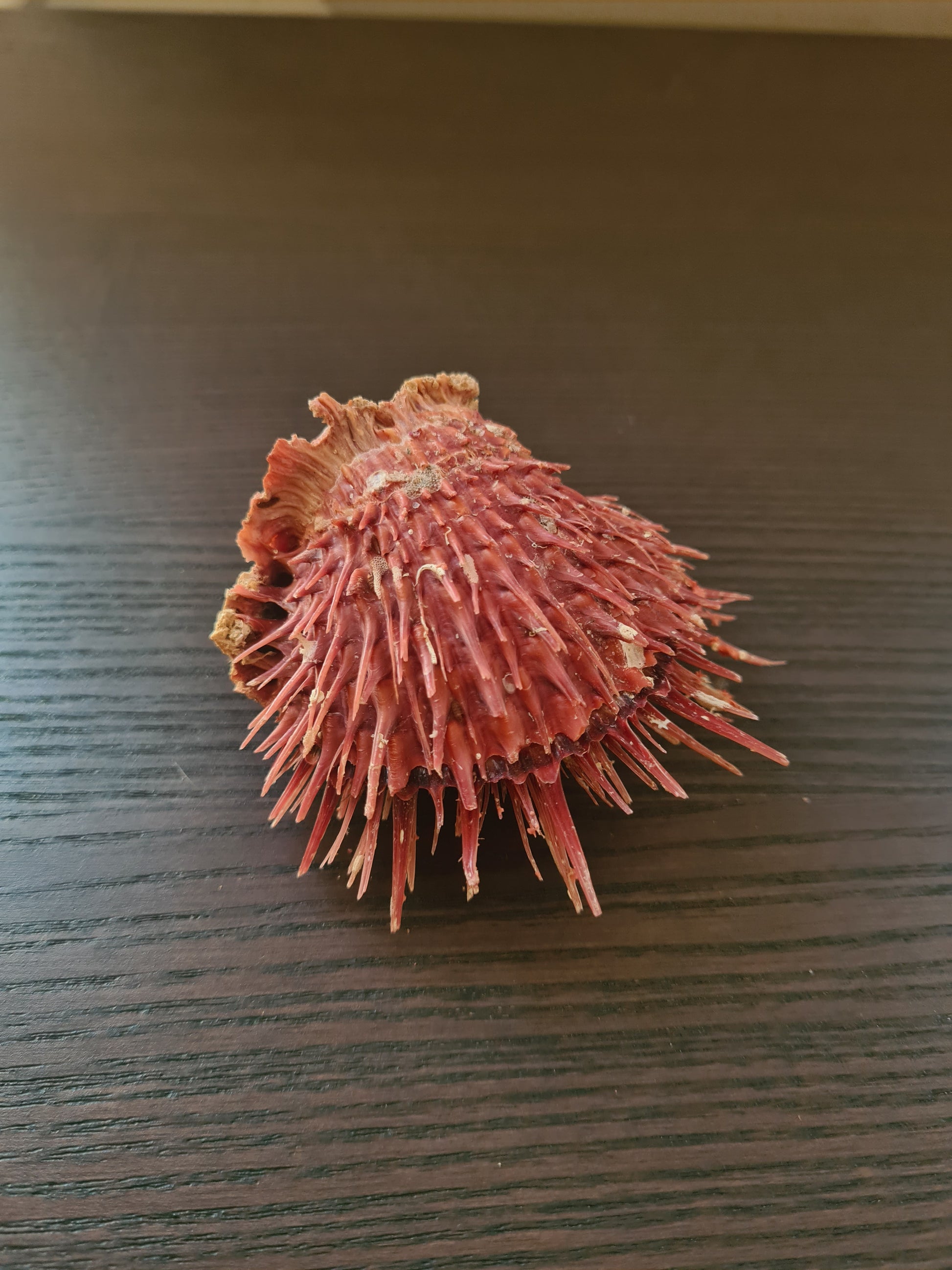 Coquillage Spondylus