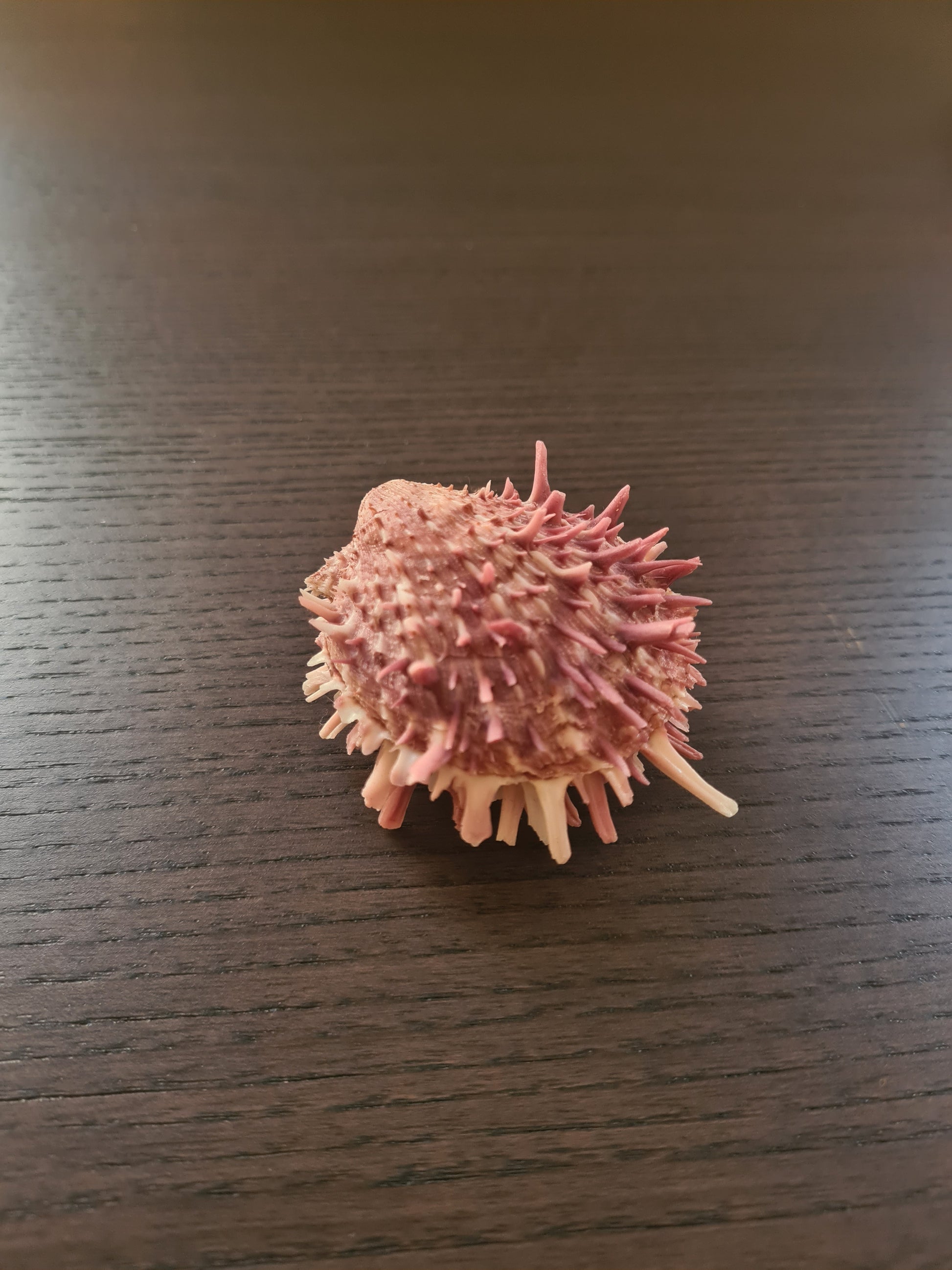 Coquillage Spondylus