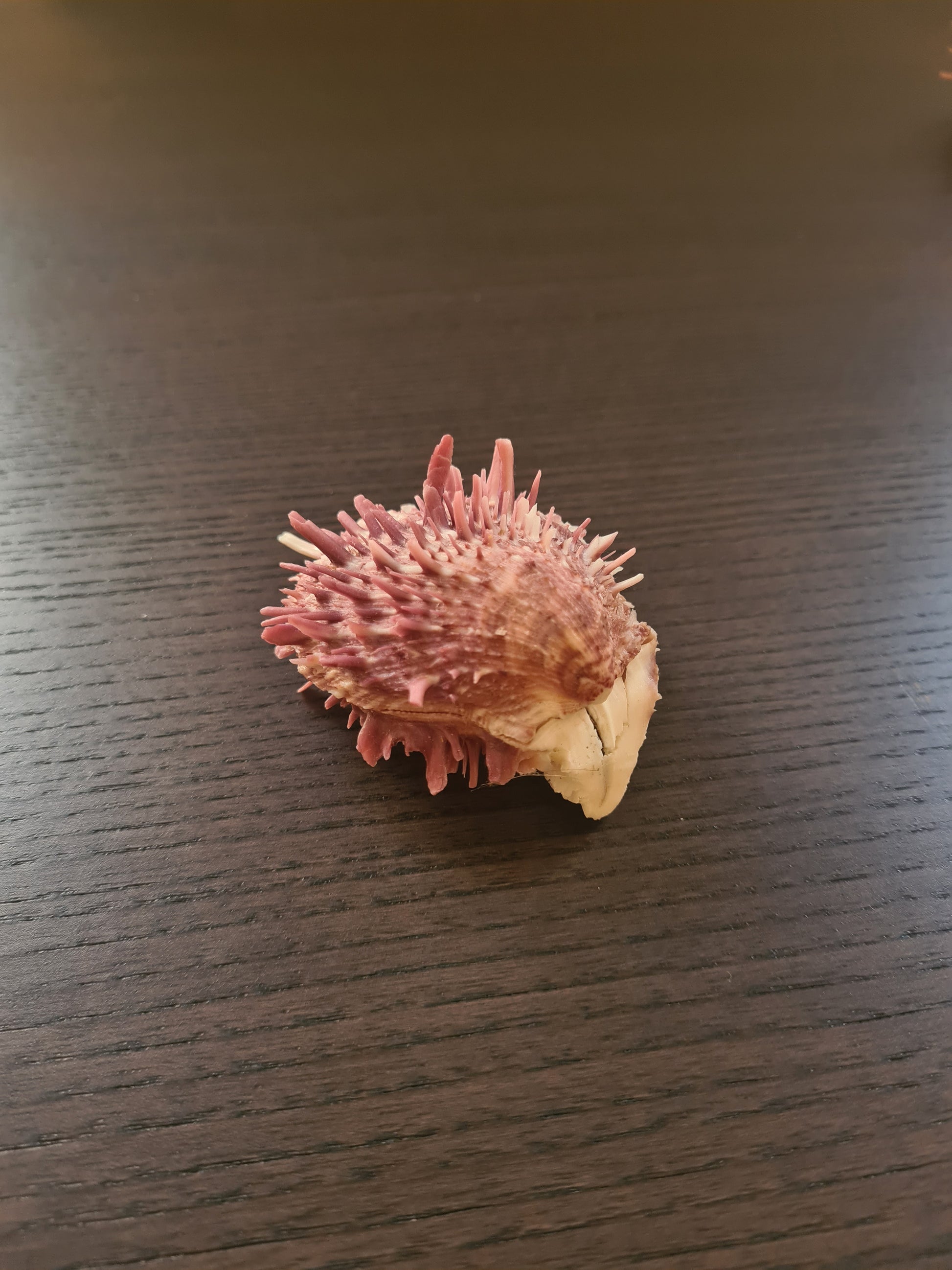 Coquillage Spondylus