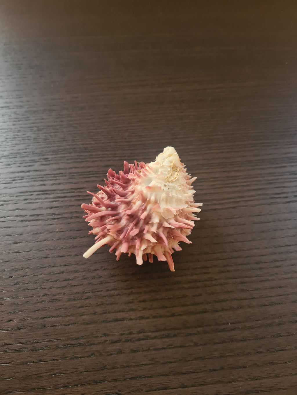 Coquillage Spondylus