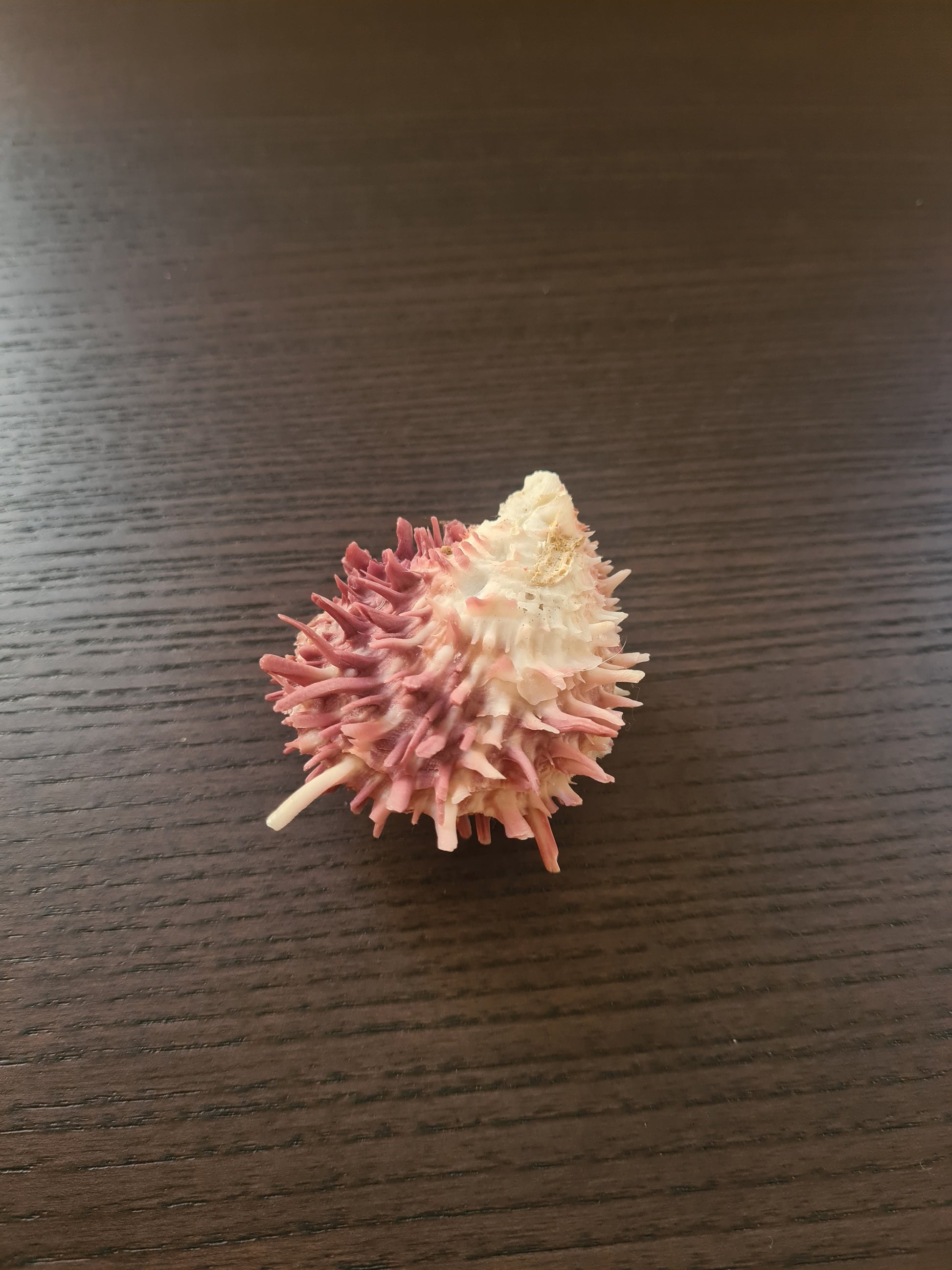 Coquillage Spondylus
