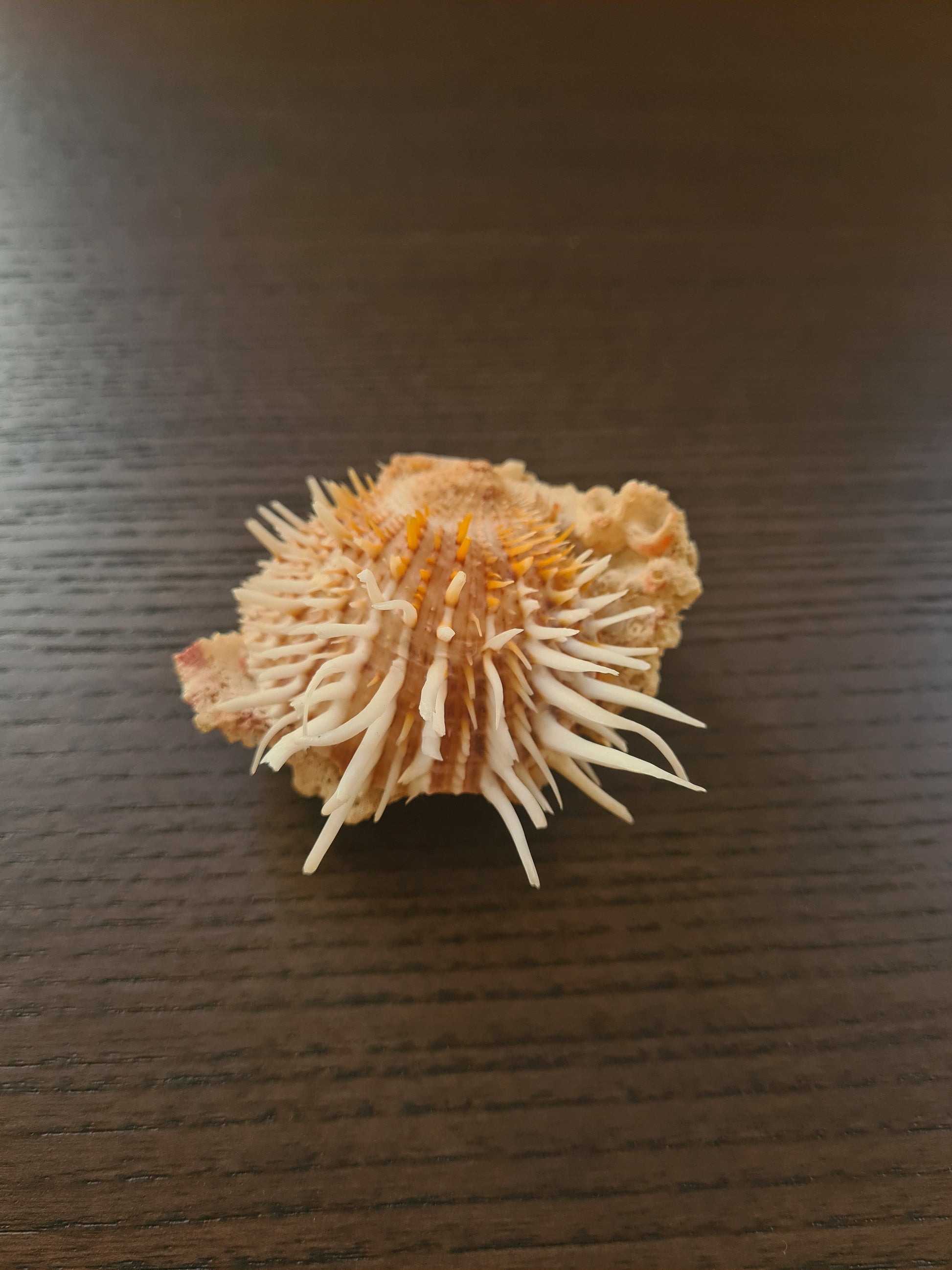 Coquillage Spondylus