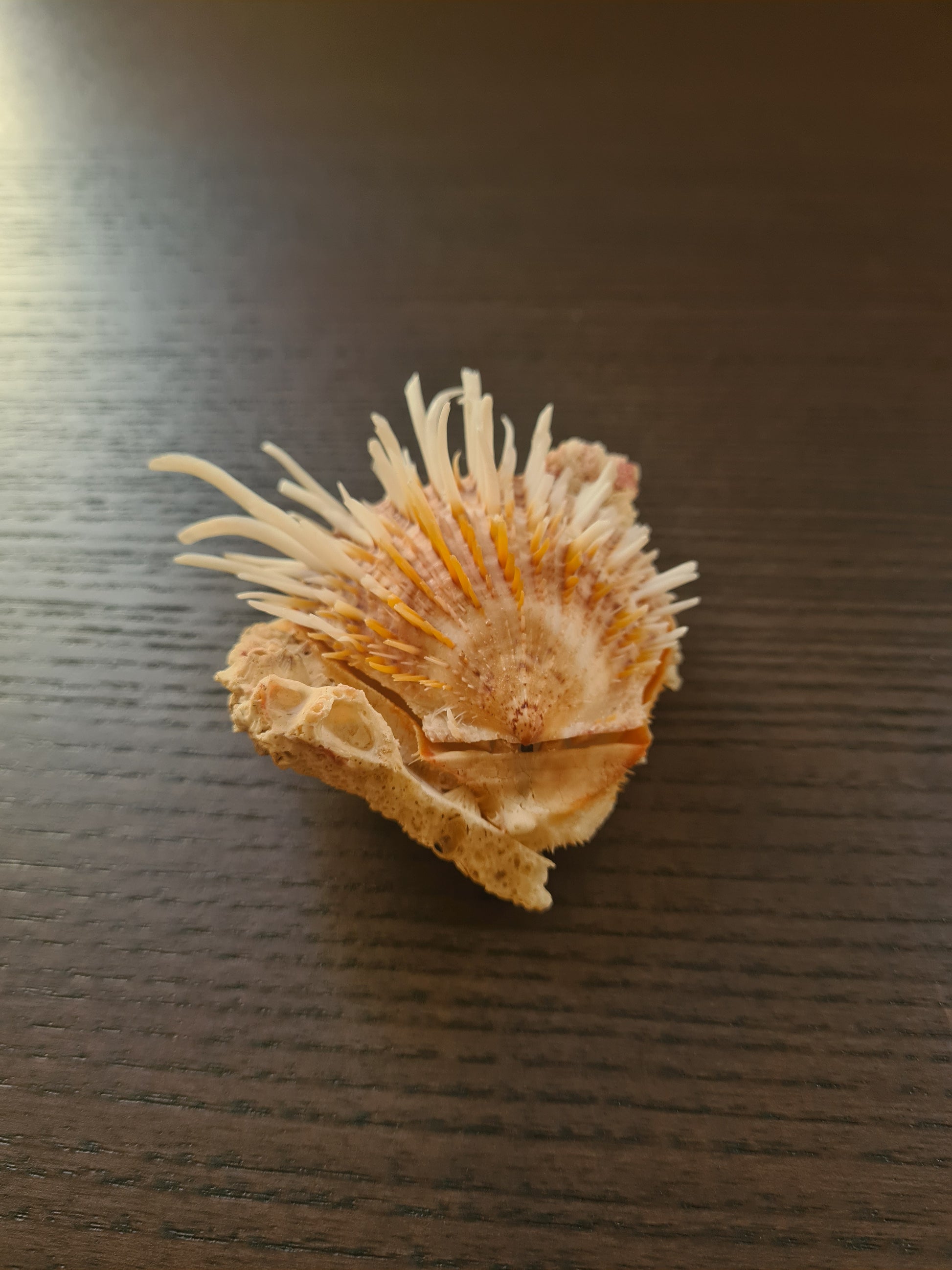 Coquillage Spondylus