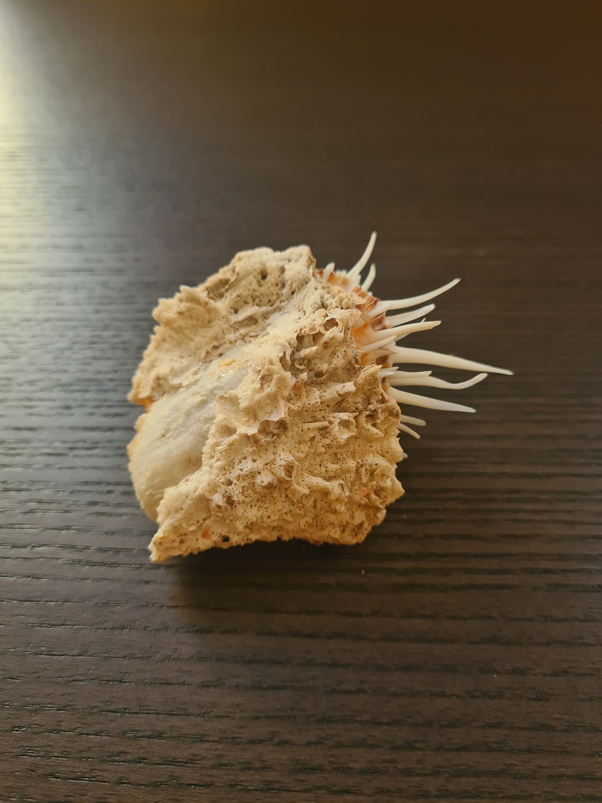 Coquillage Spondylus