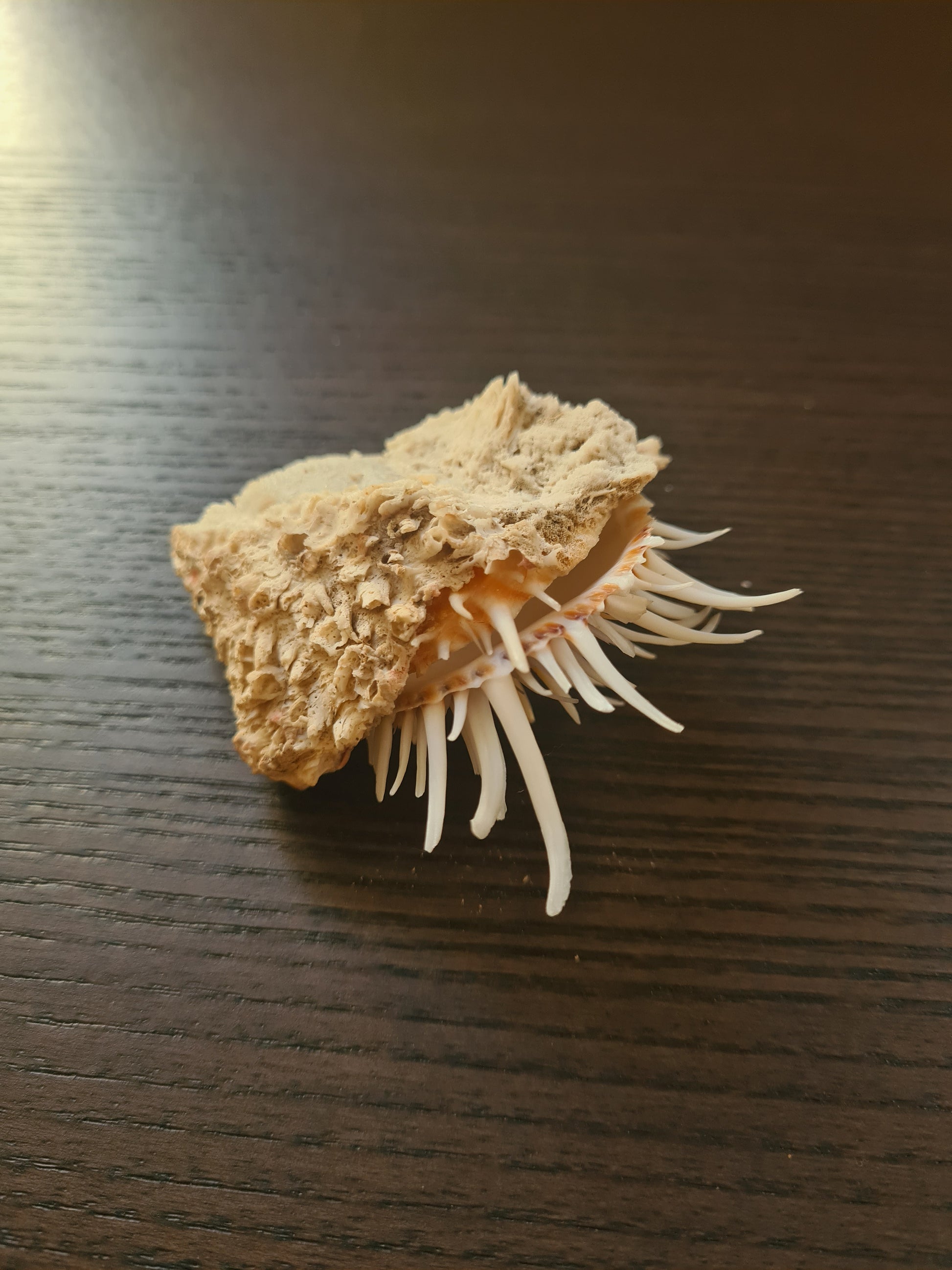 Coquillage Spondylus