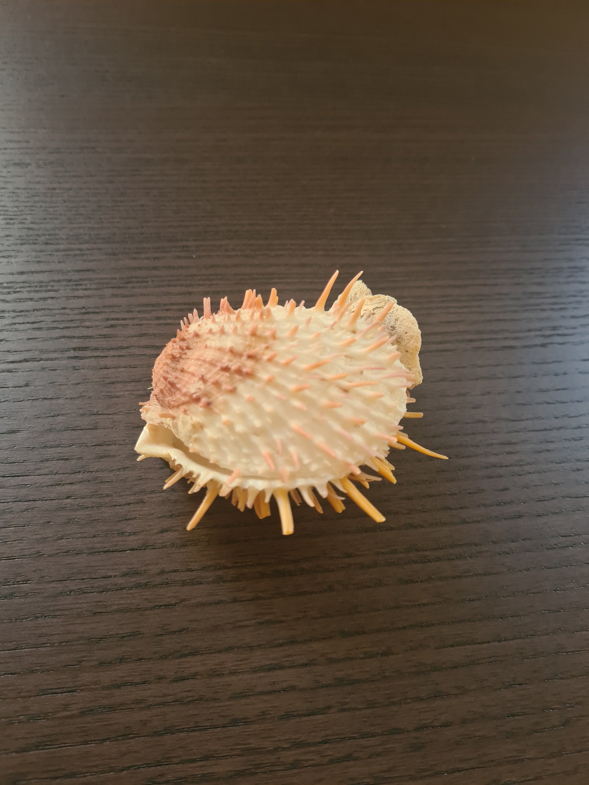Coquillage Spondylus