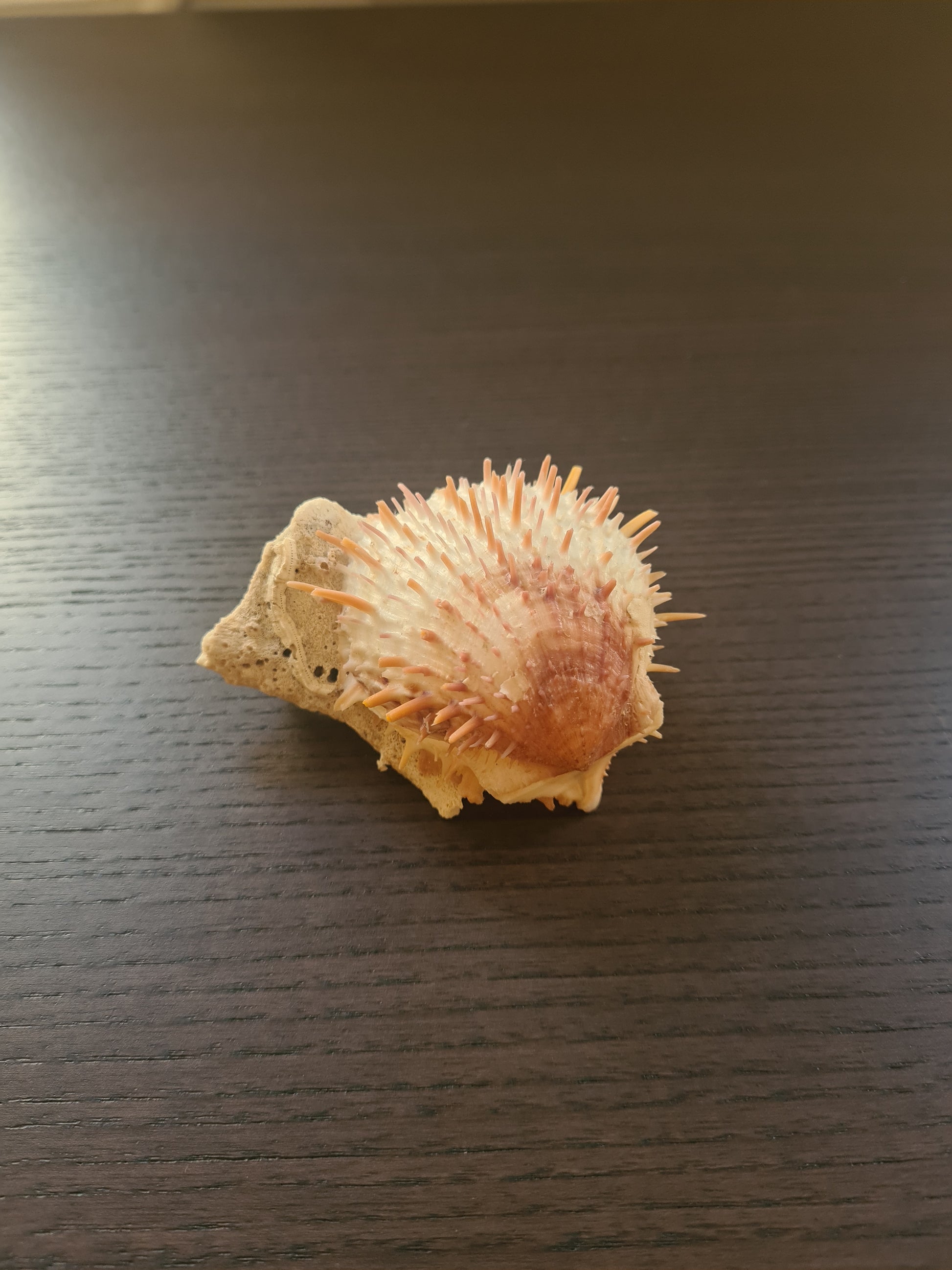 Coquillage Spondylus