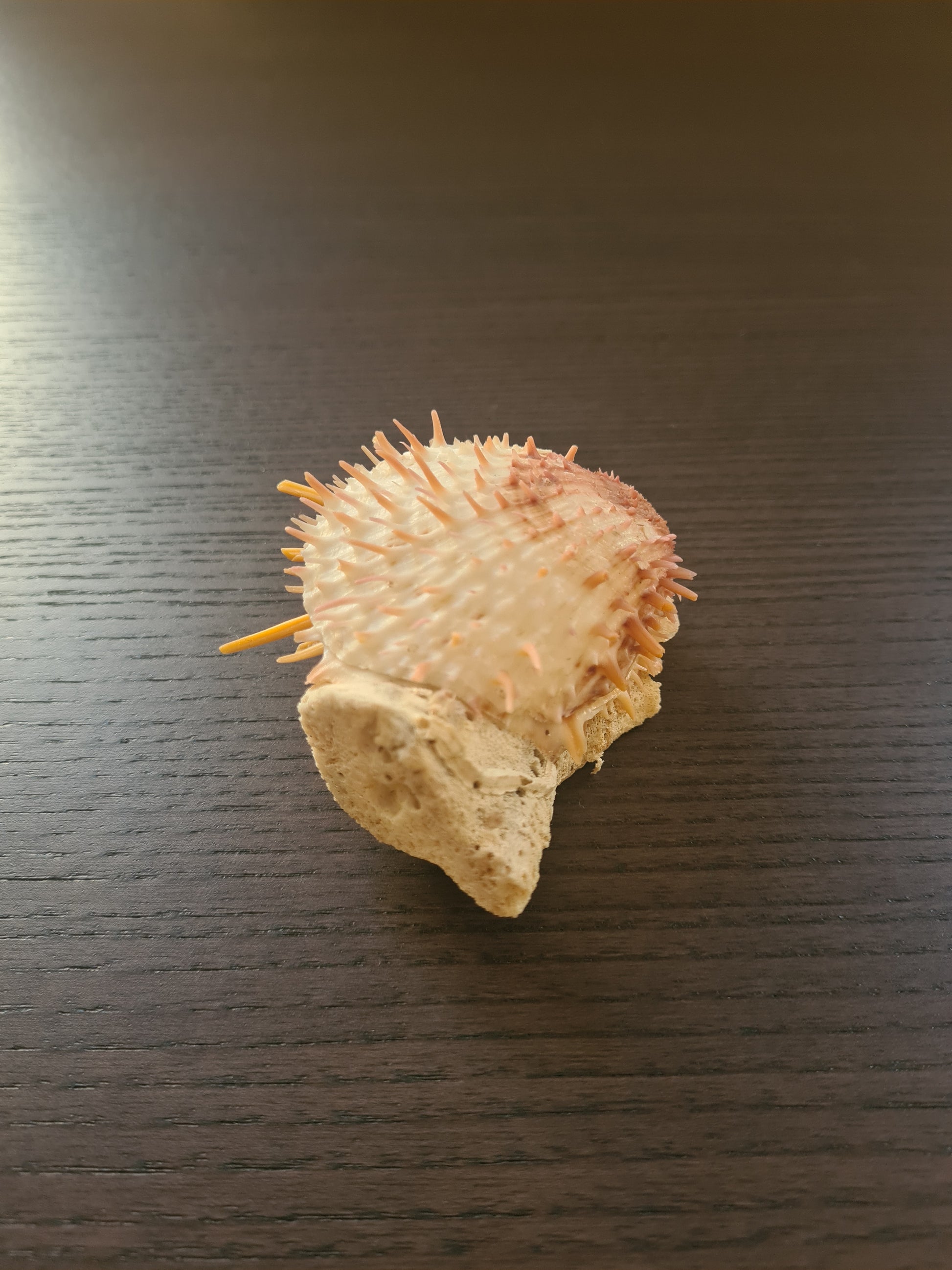 Coquillage Spondylus