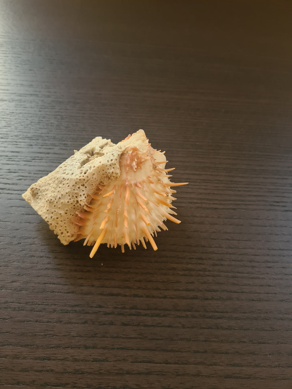 Coquillage Spondylus