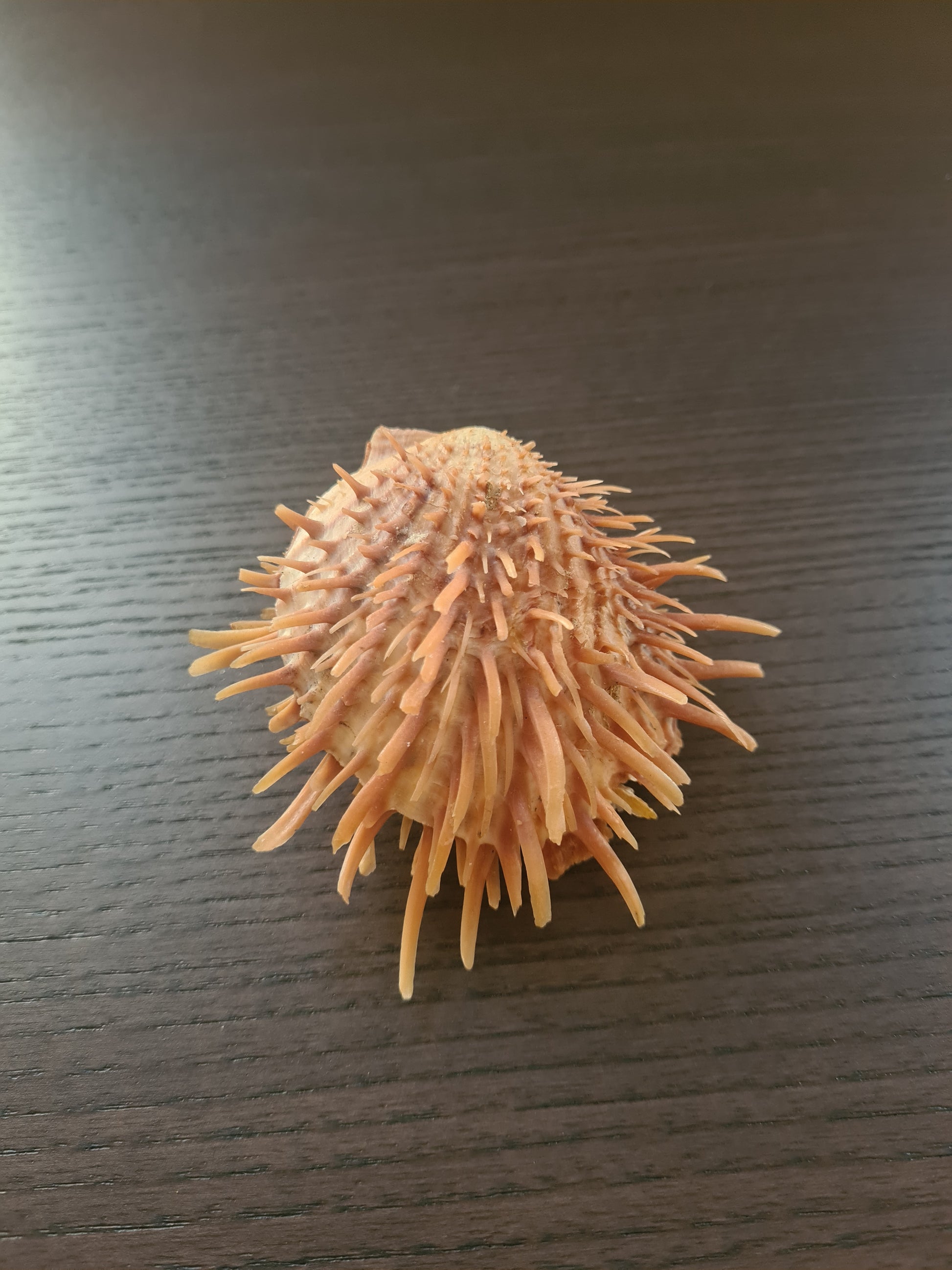 Coquillage Spondylus