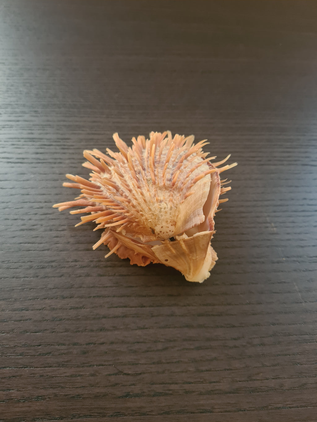 Coquillage Spondylus